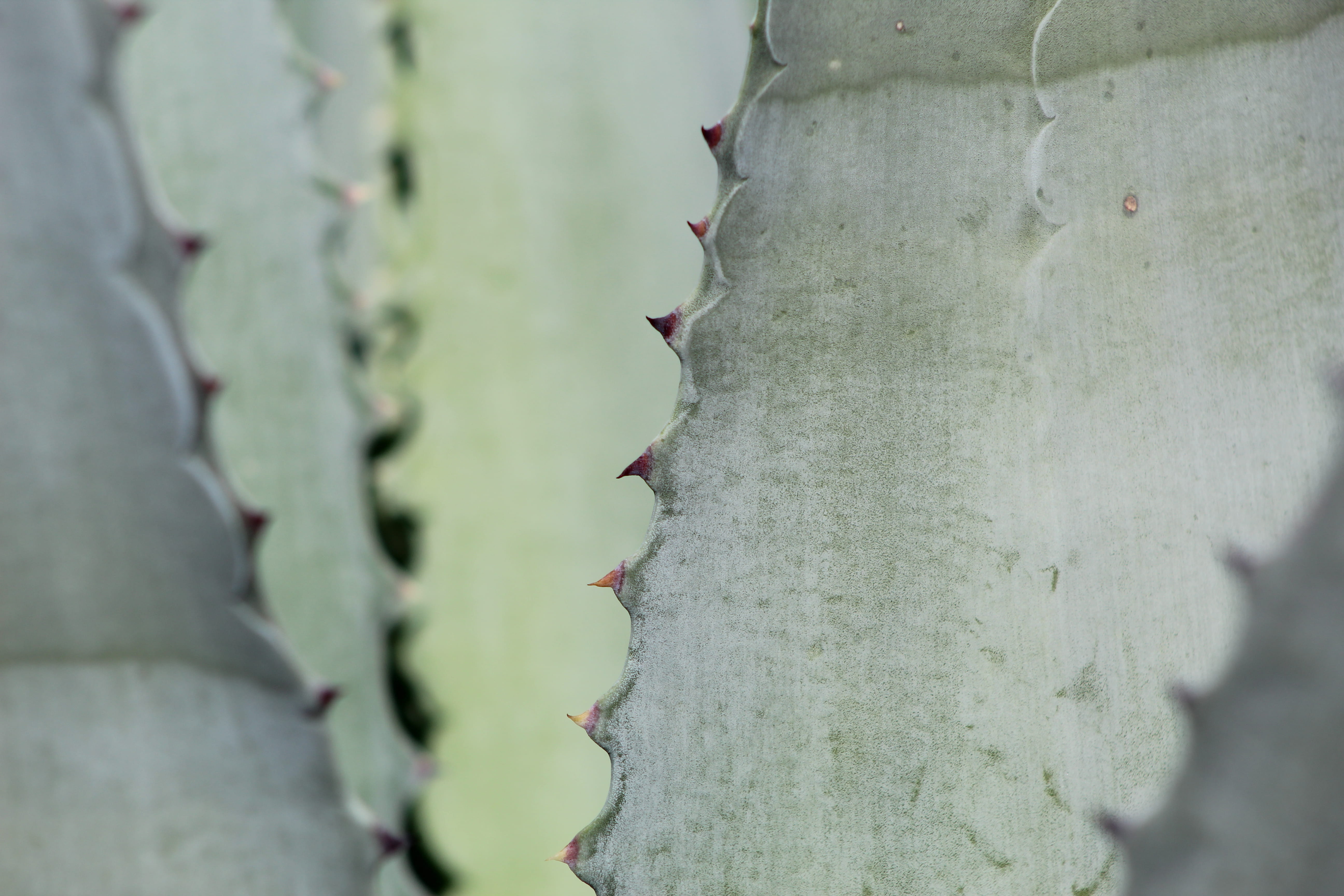 animal, labyrinth, nature, spiky, succulent plant, cactus, maze, dining room, spiked, plant, life buoy, apparel, textured, thorn, beauty in nature, full frame, HD Wallpaper