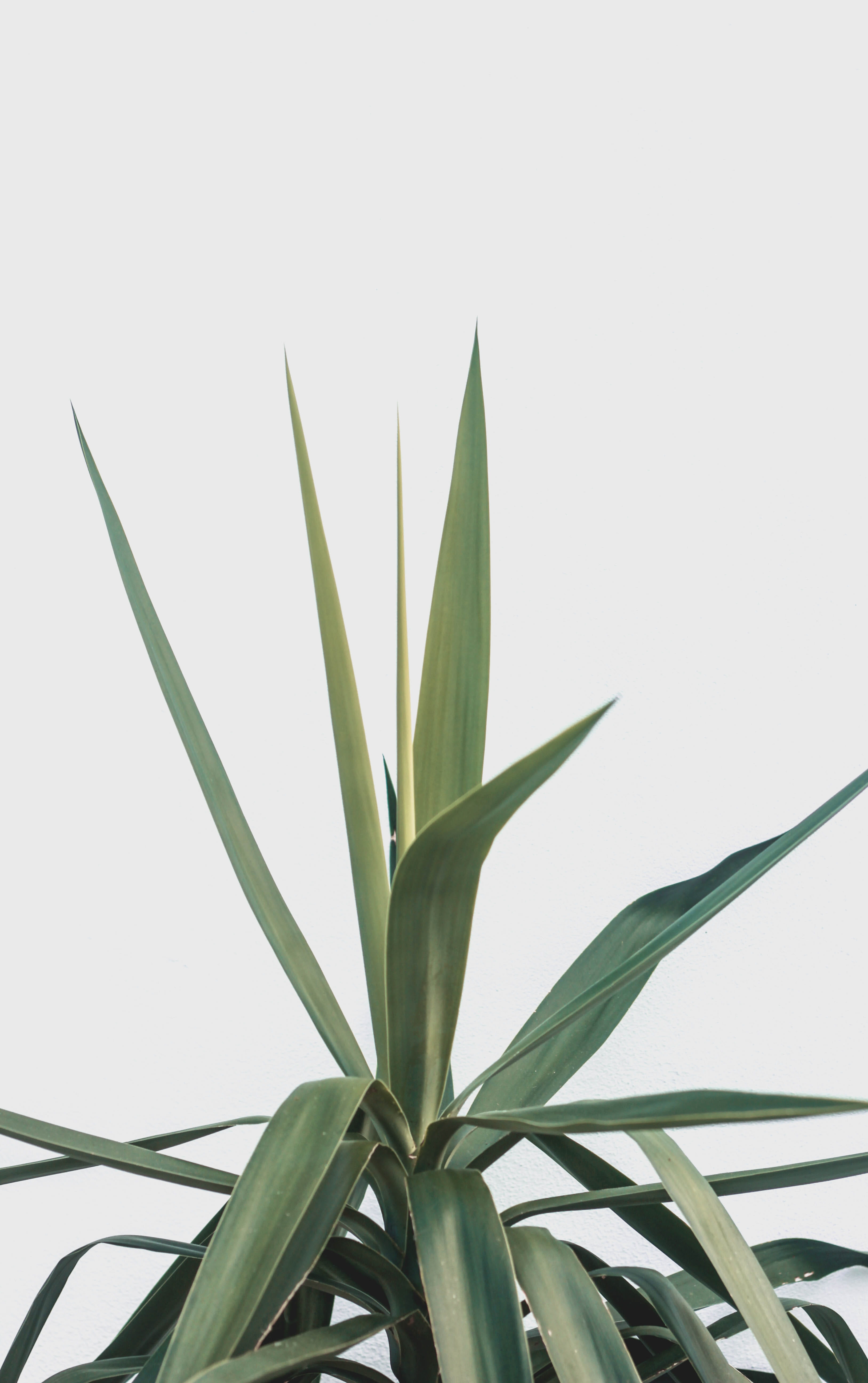 freshness, flower, plant life, low angle view, greenery, green, green on white, green color, linear, minimal, flax, no people, satellite beach, tropical, Phone HD Wallpaper