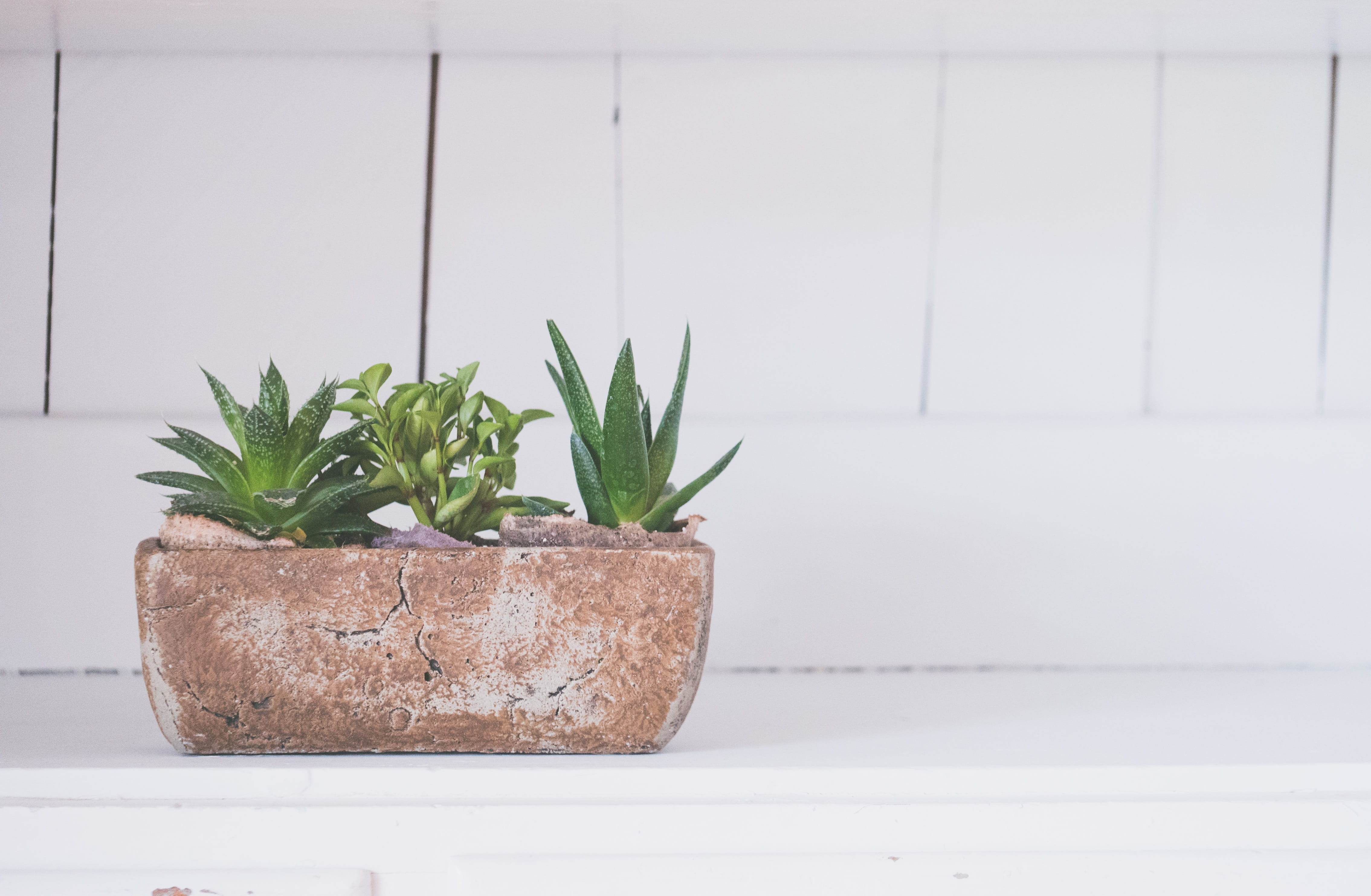 flowerpot, flower, wood, white, still life, wall - building feature, food, table, pot, close-up, background, focus on foreground, aloe, potted plant, growth, HD Wallpaper