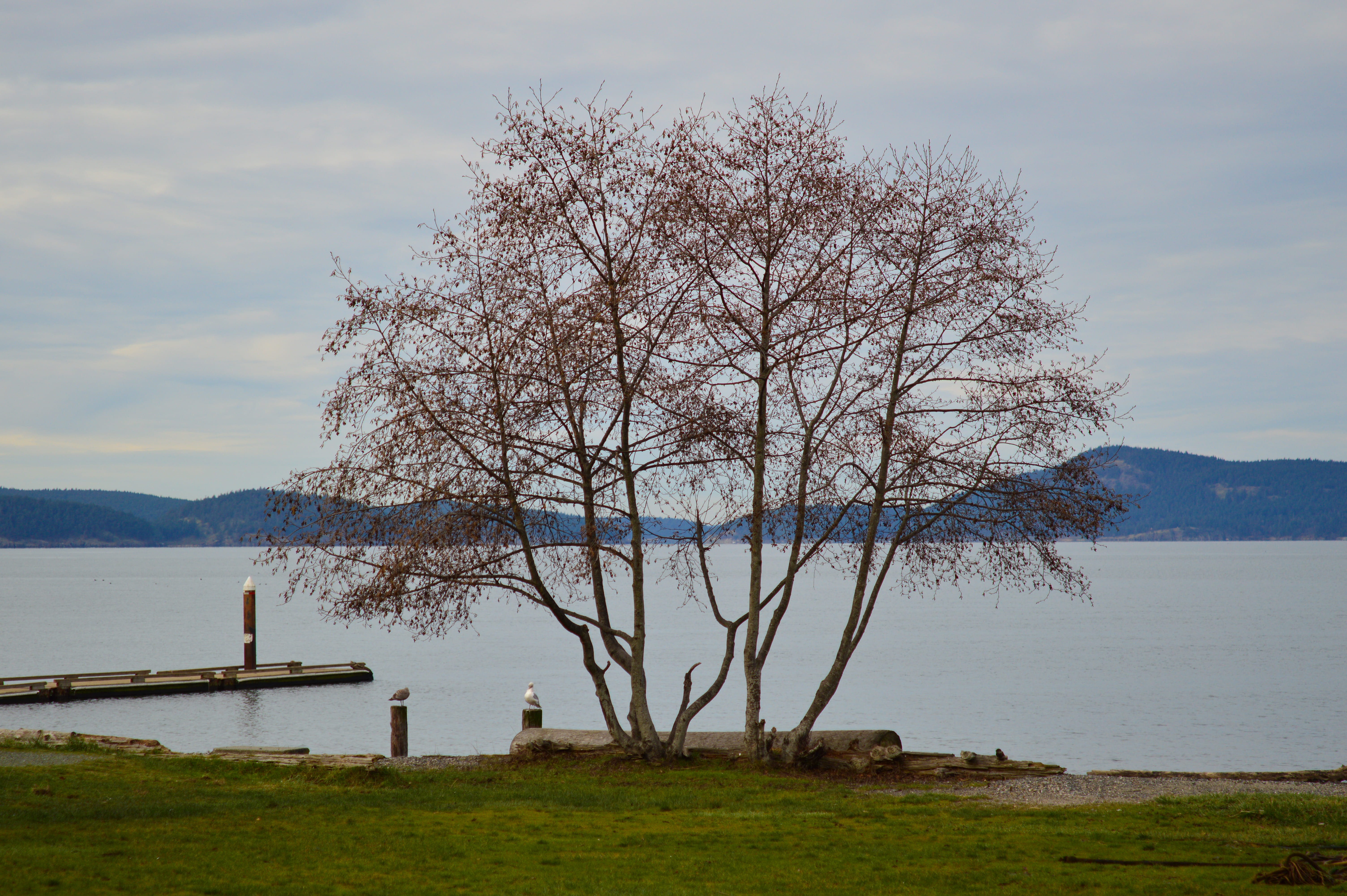 trees, tree trunk, outdoors, non-urban scene, waterfront, two, no people, park, scenics - nature, building, ocean, lake, water, tranquility, housing, bare tree, HD Wallpaper