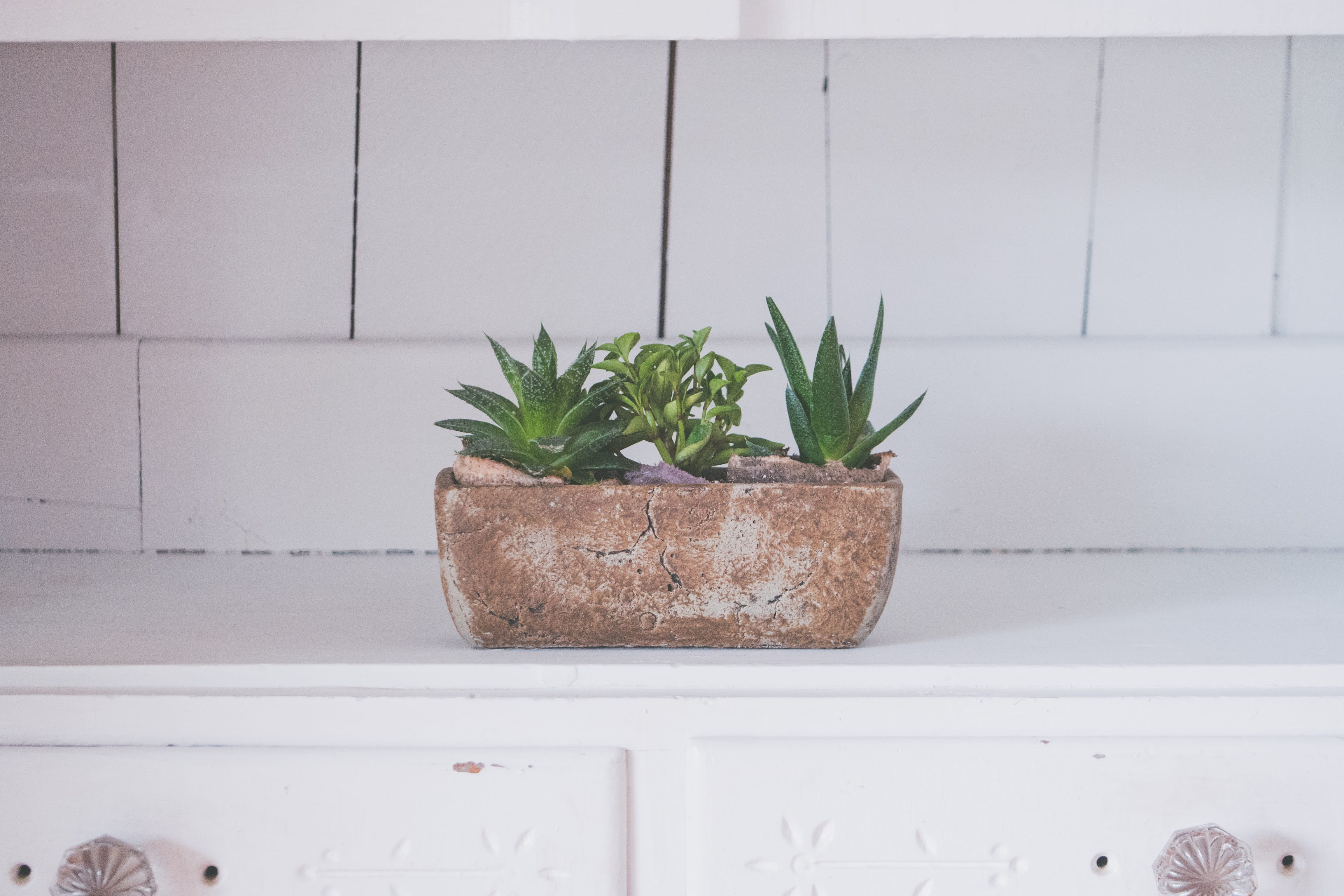 vase, 4K, wall - building feature, leaf, day, white color, flowerpot, aloe, plant, white, growth, house, flower, table, still life, nature, plant part, HD Wallpaper