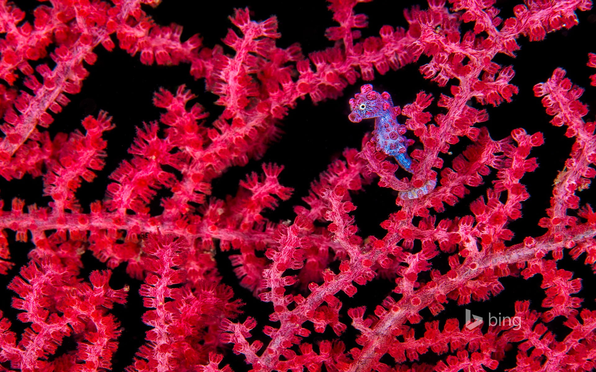 pygmy, seahorse, nature, cold temperature, sea, black background, no people, marine, 1080P, desktop, growth, red, biology, winter, abundance, magnification, HD Wallpaper
