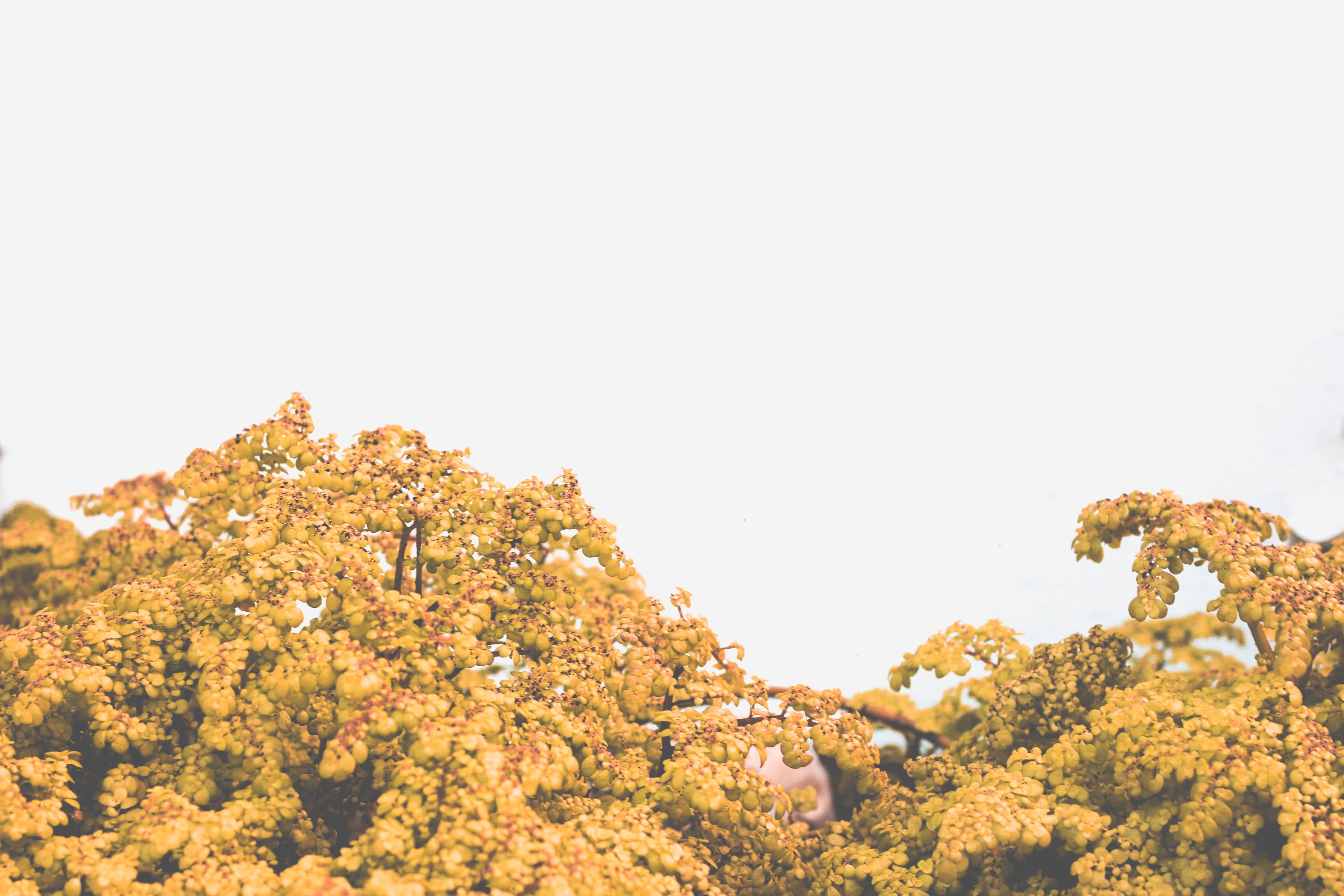 tranquility, yellow plant, satellite beach, united states, plant life, environment, yellow on white, sky, yellow, copy space, architecture, 5K, nature, HD Wallpaper