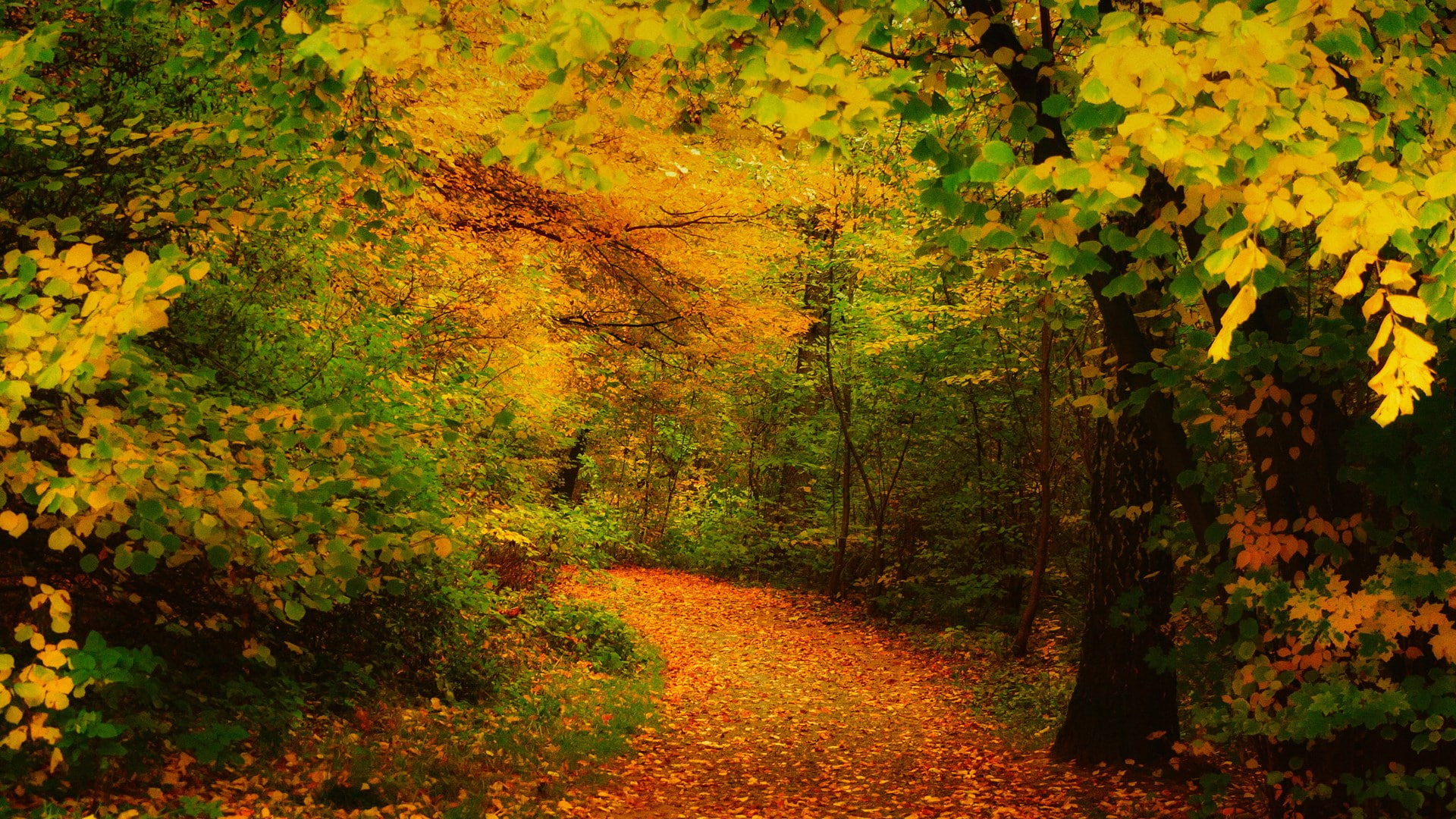 change, fall, leaves, growth, best pictures of nature hd picture 1920x1080, 1080P, scenics - nature, tree, tranquil scene, leaf, outdoors, direction, yellow, HD Wallpaper