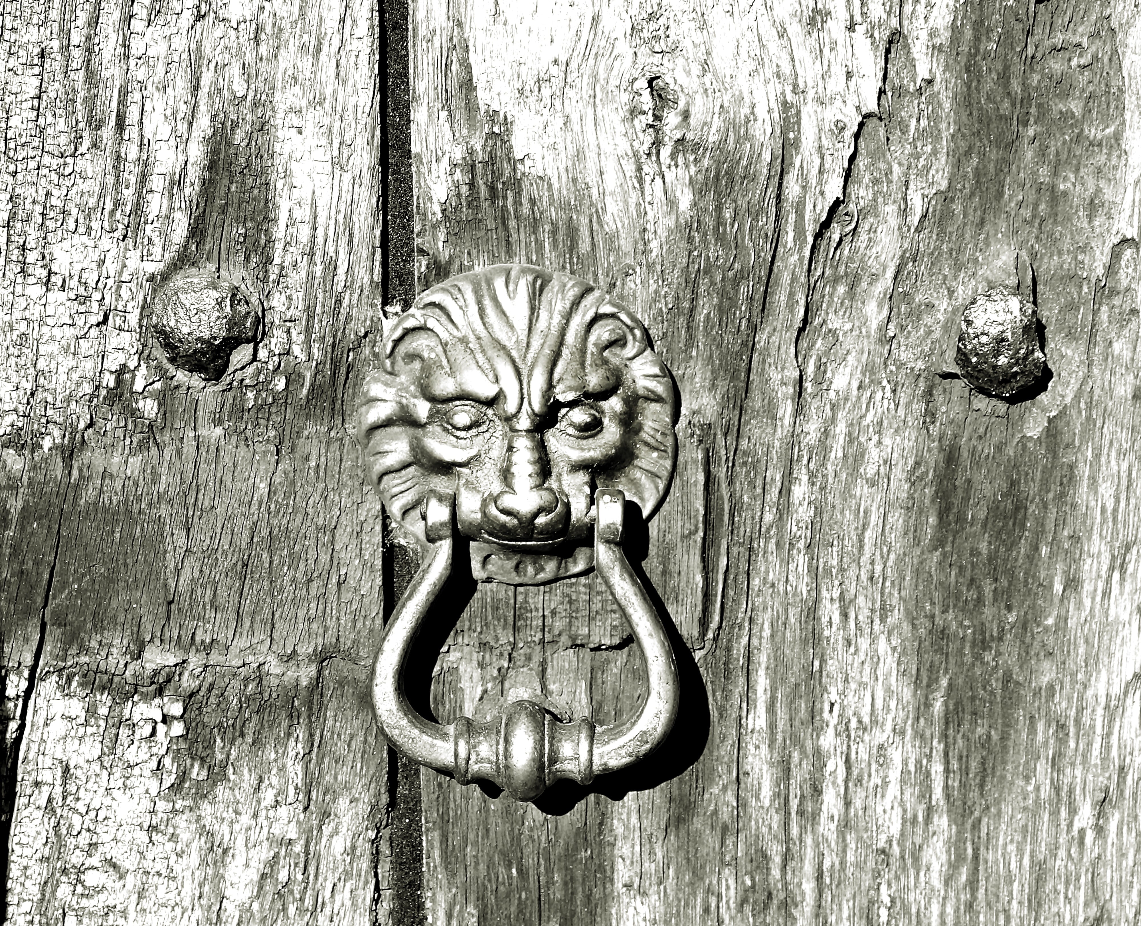 old wooden door, animal, bronze, doorknocker, gray, craft, close up, art and craft, carving, solid, no people, fitting, day, door hardware, close-up, animal wildlife, HD Wallpaper