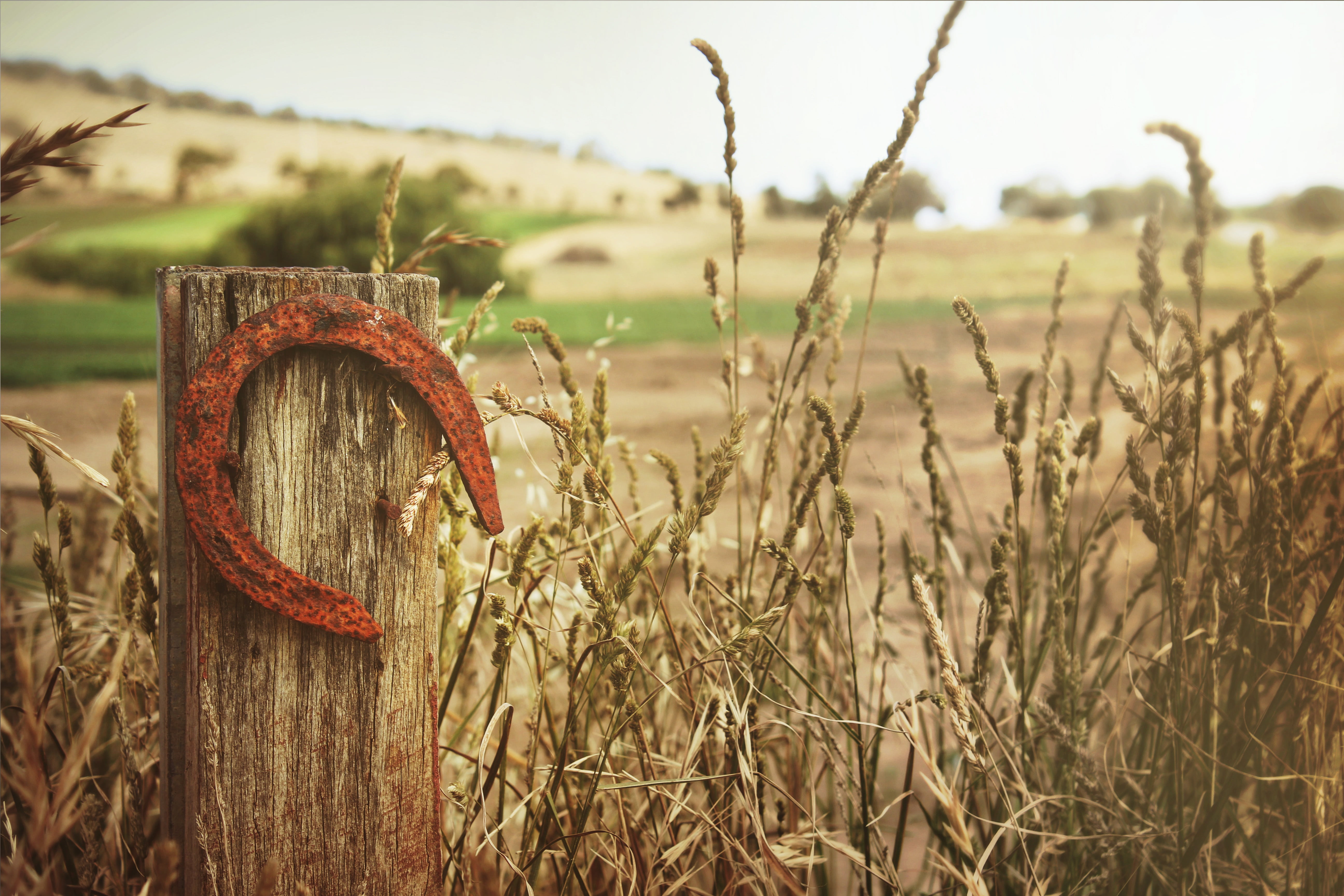 horse, nature, lucky, horseshoe, no people, selective focus, focus on foreground, tranquility, good, field, wood - material, shoe, sky, landscape, post, HD Wallpaper