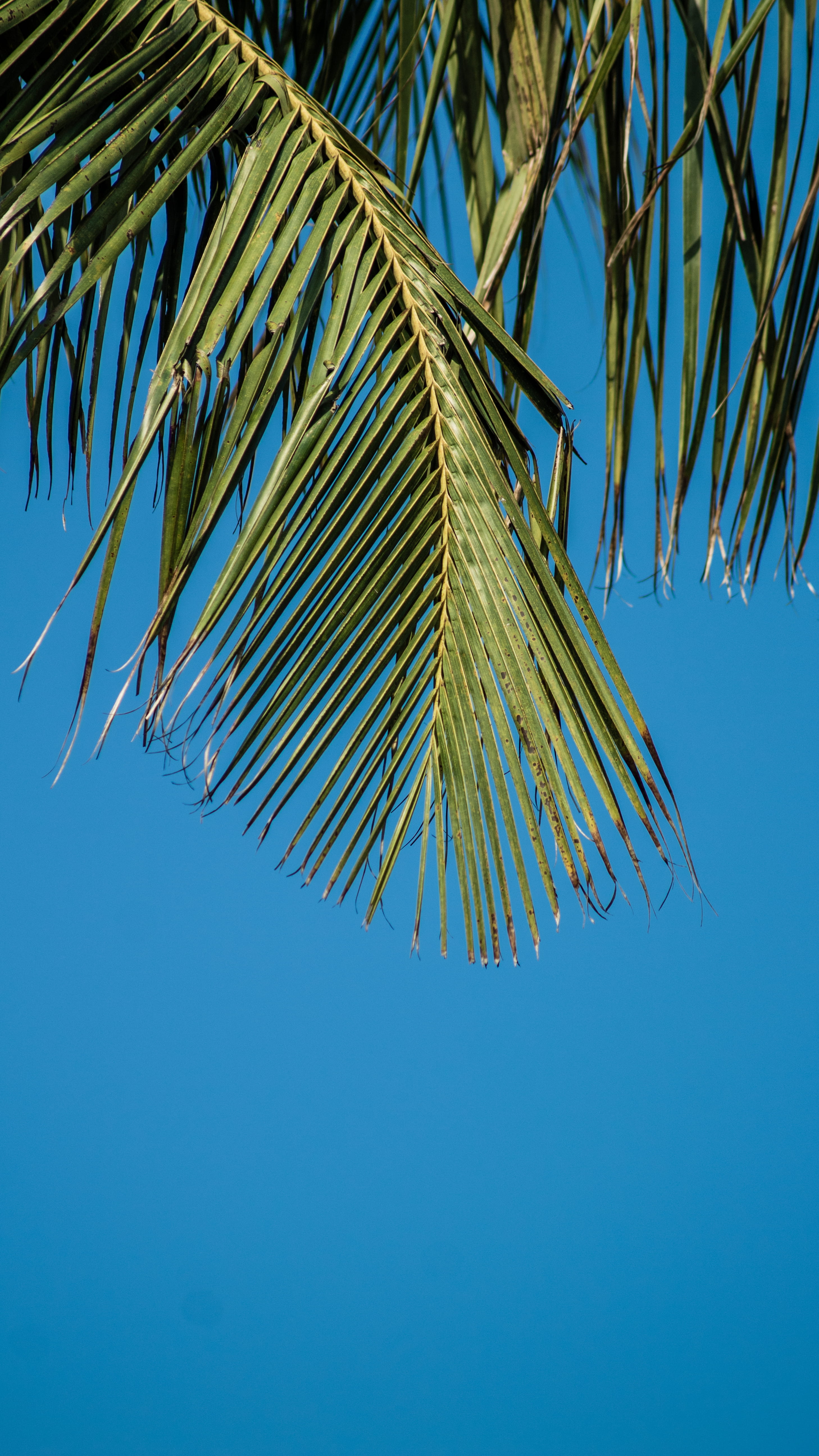 sky, no people, tree, 5K, tropical climate, palm leaf, beauty in nature, nature, coconut palm tree, growth, plant, ghana, tranquility, plant part, outdoors, Phone HD Wallpaper