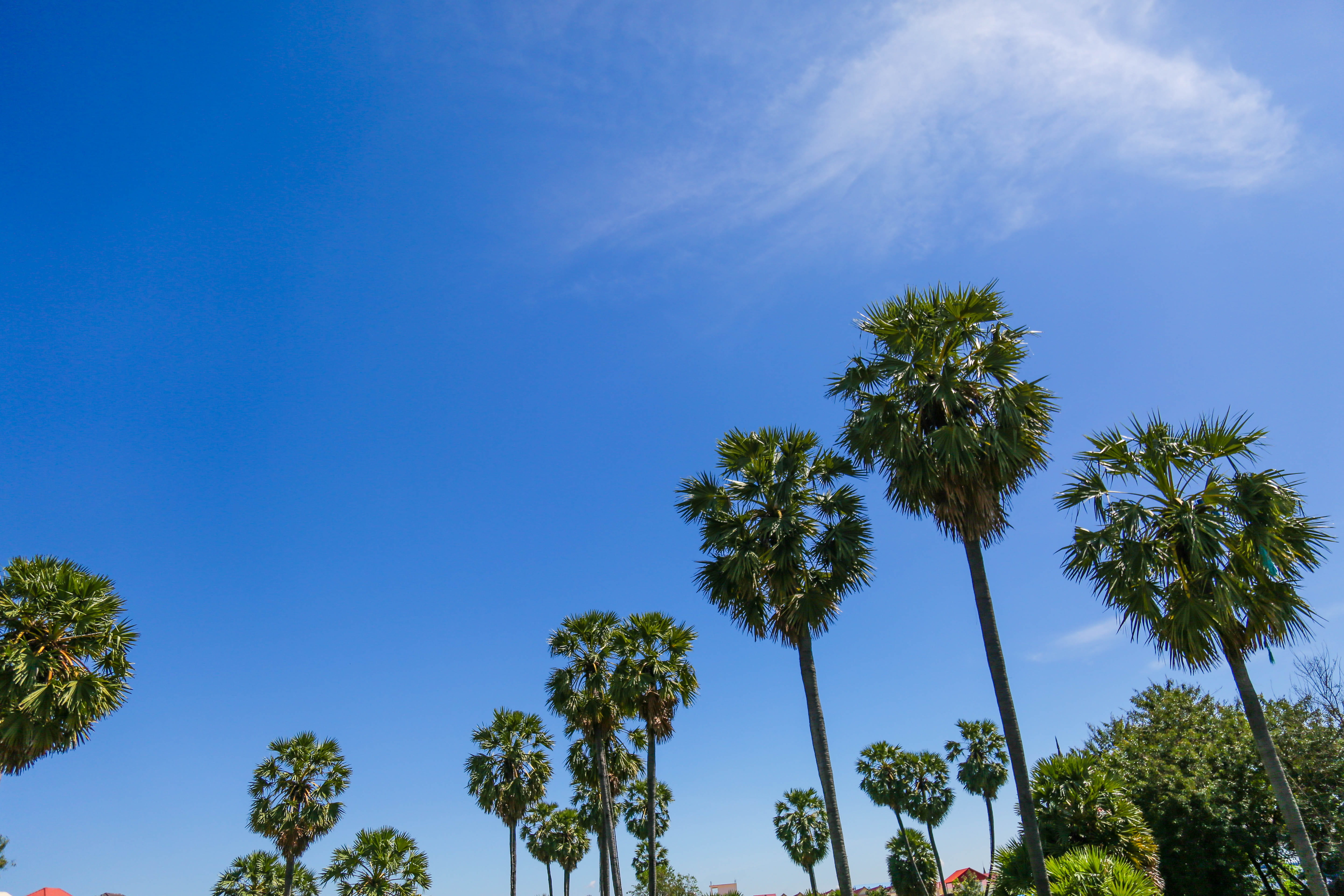 trunk, plant, blue, 5K, tranquility, tranquil scene, no people, cloud - sky, low angle view, cambodia, tropical climate, outdoors, tree trunk, tropical tree, HD Wallpaper