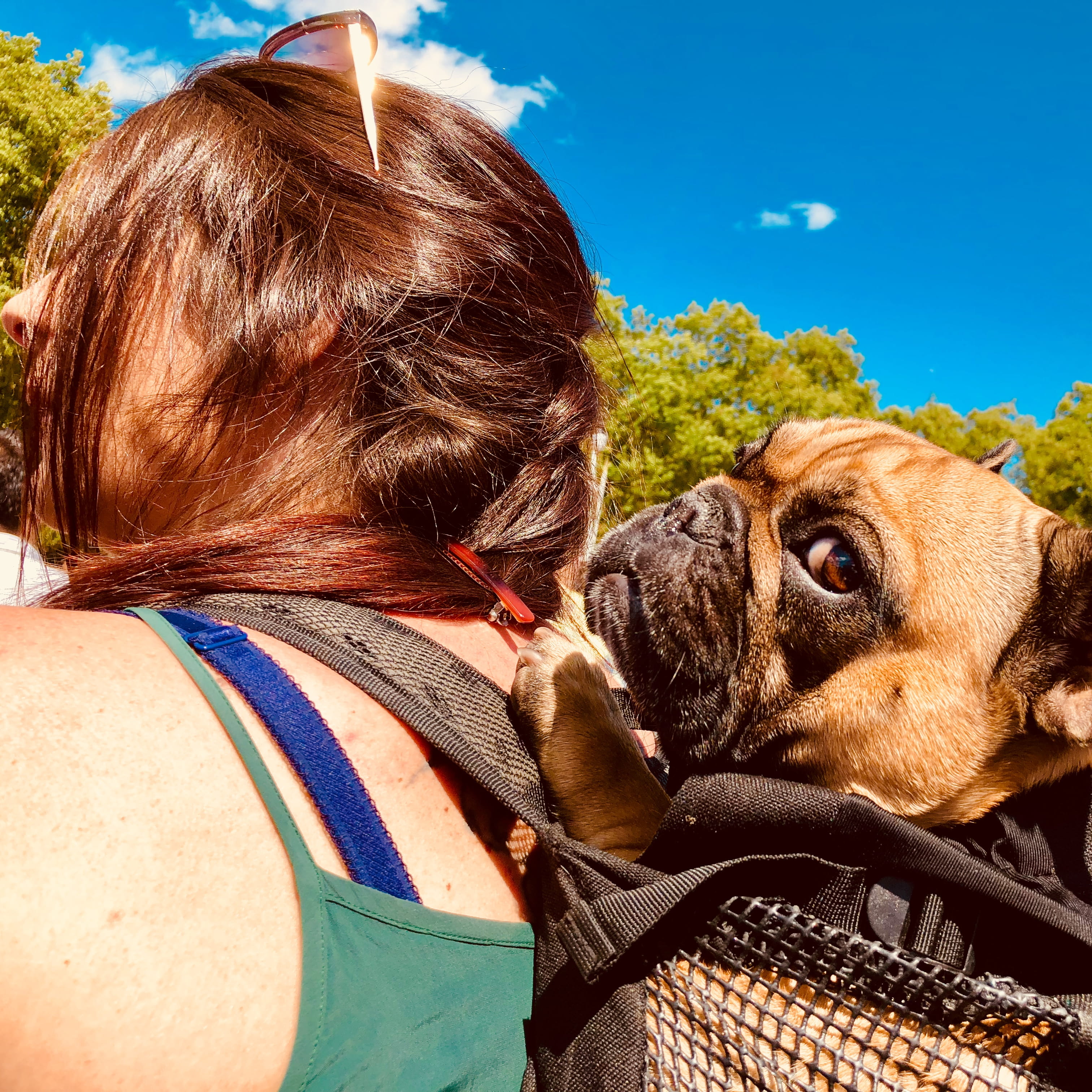 leisure activity, paw, london, one person, real people, pug, bike, hair, day, life, canine, women, domestic animals, girl, dog, hairstyle, headshot, constitution hill, Phone HD Wallpaper