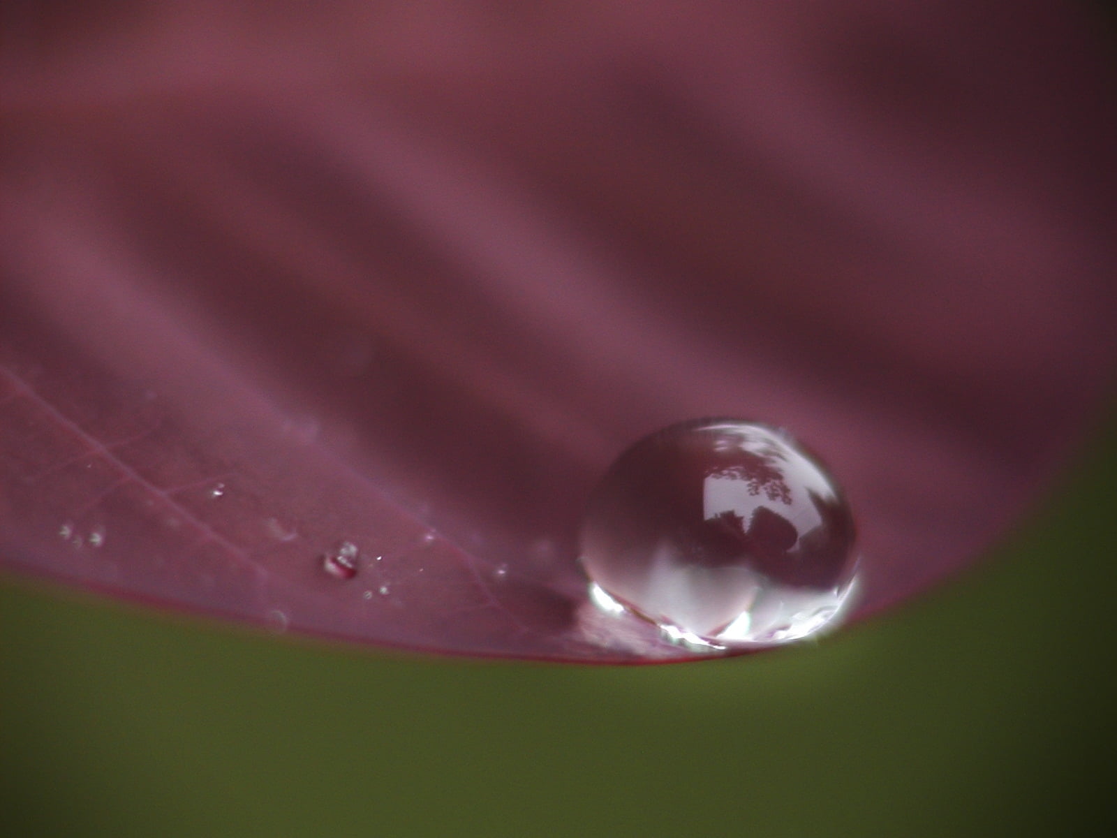 liquid, bubble, 15th, focus, Monday, petaled, Macro, green Color, dew, freshness, nature, tear, abstract, selective, photo, selective focus, purple, drop, HD Wallpaper
