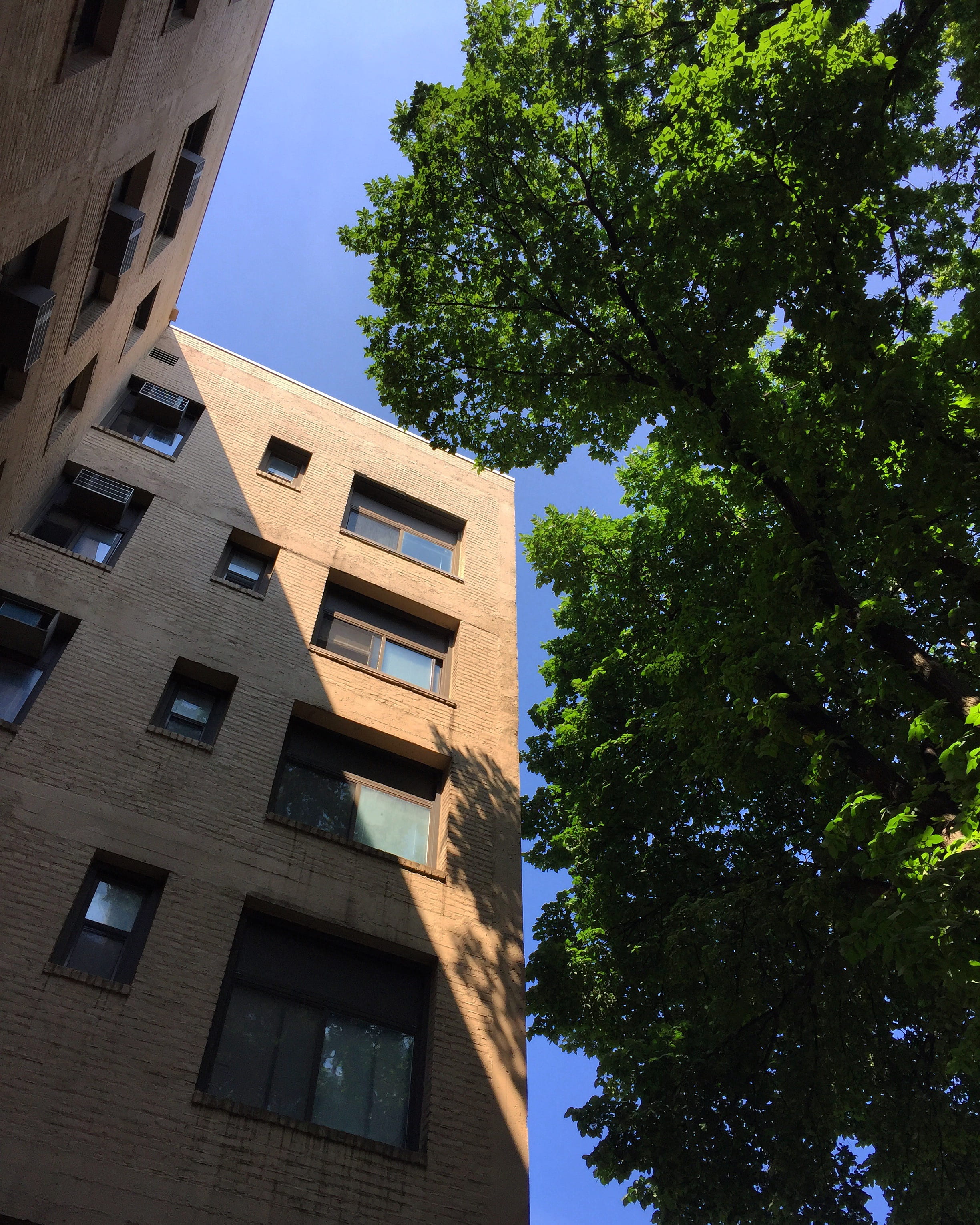 low angle view, high rise, building exterior, apartment, sunlight, town, home decor, branch, building, window, residential district, curtain, day, built structure, Phone HD Wallpaper
