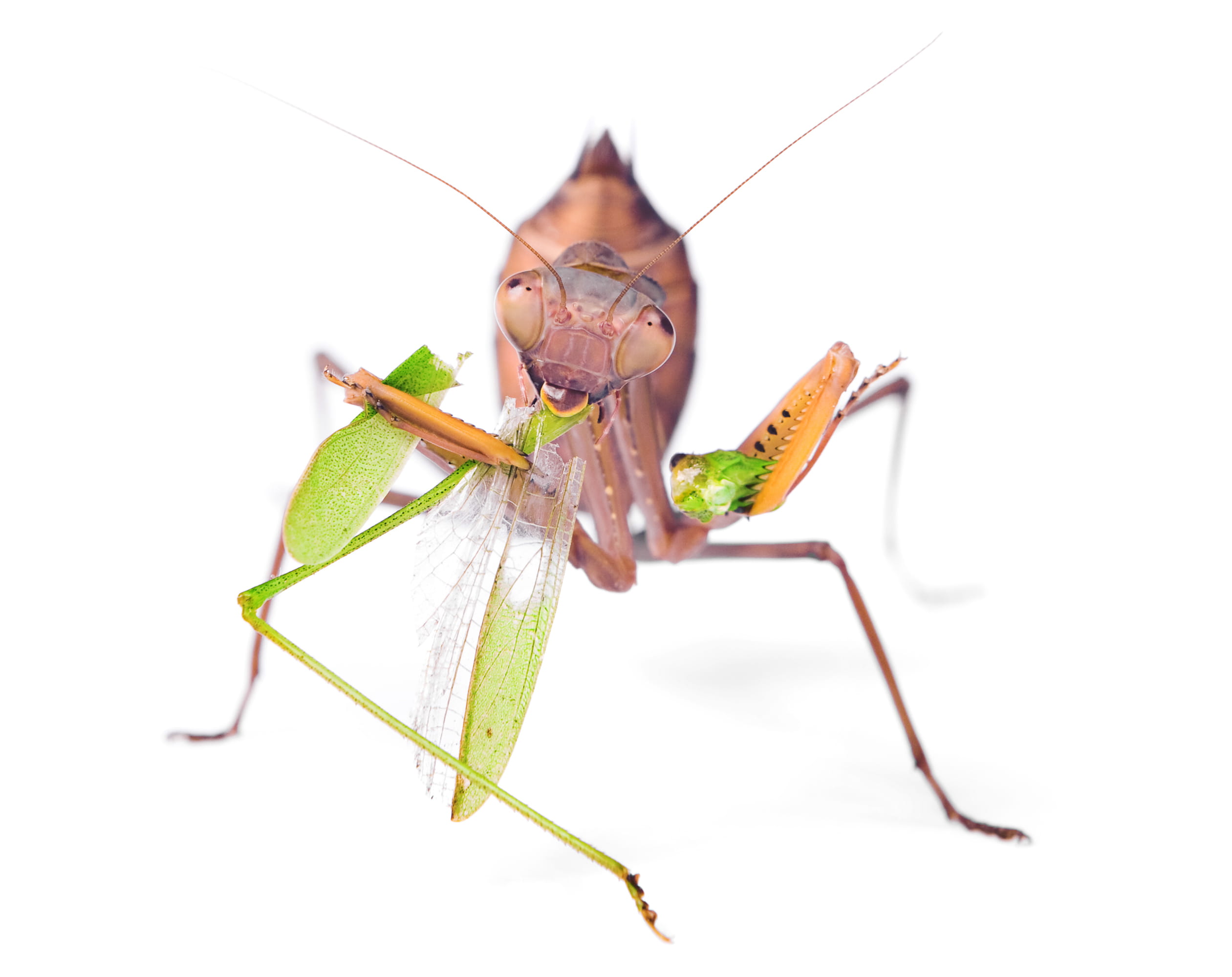wildanimal, animal body part, antenna, invertebrate, cut out, crawly, 1080P, cut-out, studio shot, praying mantis, prayingmantis, plant, wild, predator, HD Wallpaper