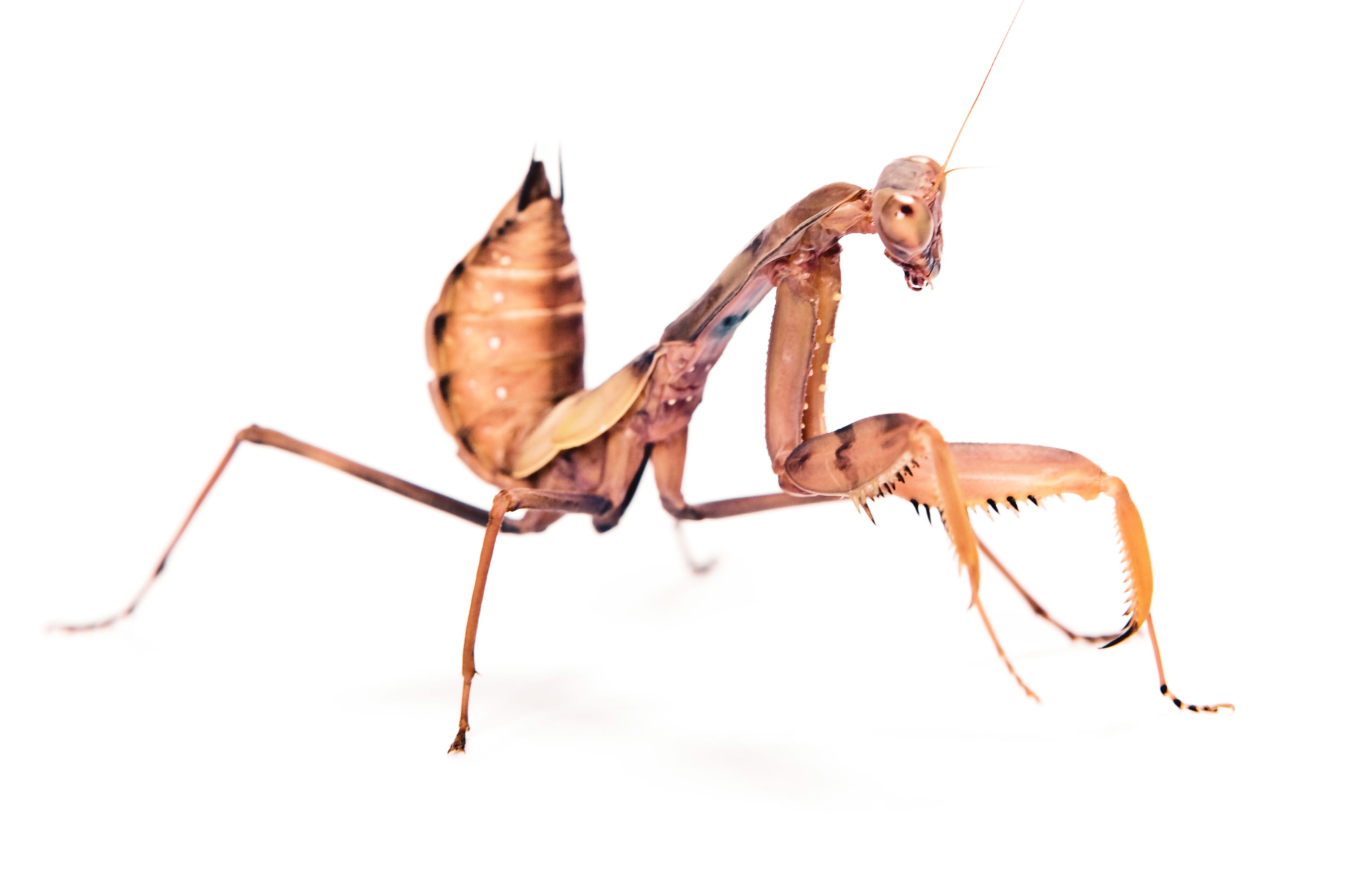whitebackground, nature, close-up, studio, prayingmantis, 2K, wildlife, white background, green, brown, animal body part, wild, animals in the wild, no people, HD Wallpaper
