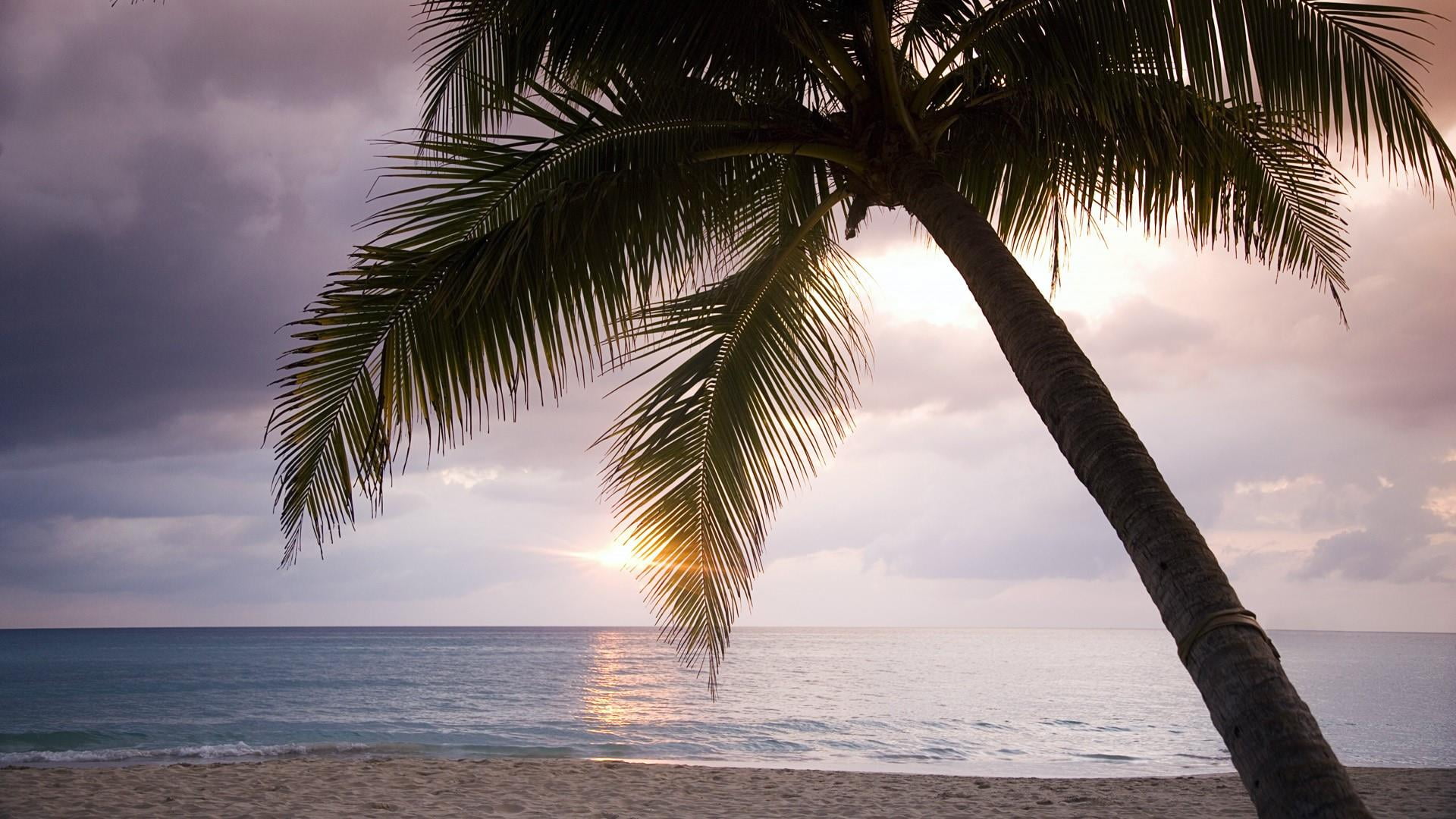 tranquil scene, outdoors, tropical climate, sunset, coconut palm tree, palm leaf, caribbean, palms, nature, horizon over water, body of water, scenics - nature, HD Wallpaper