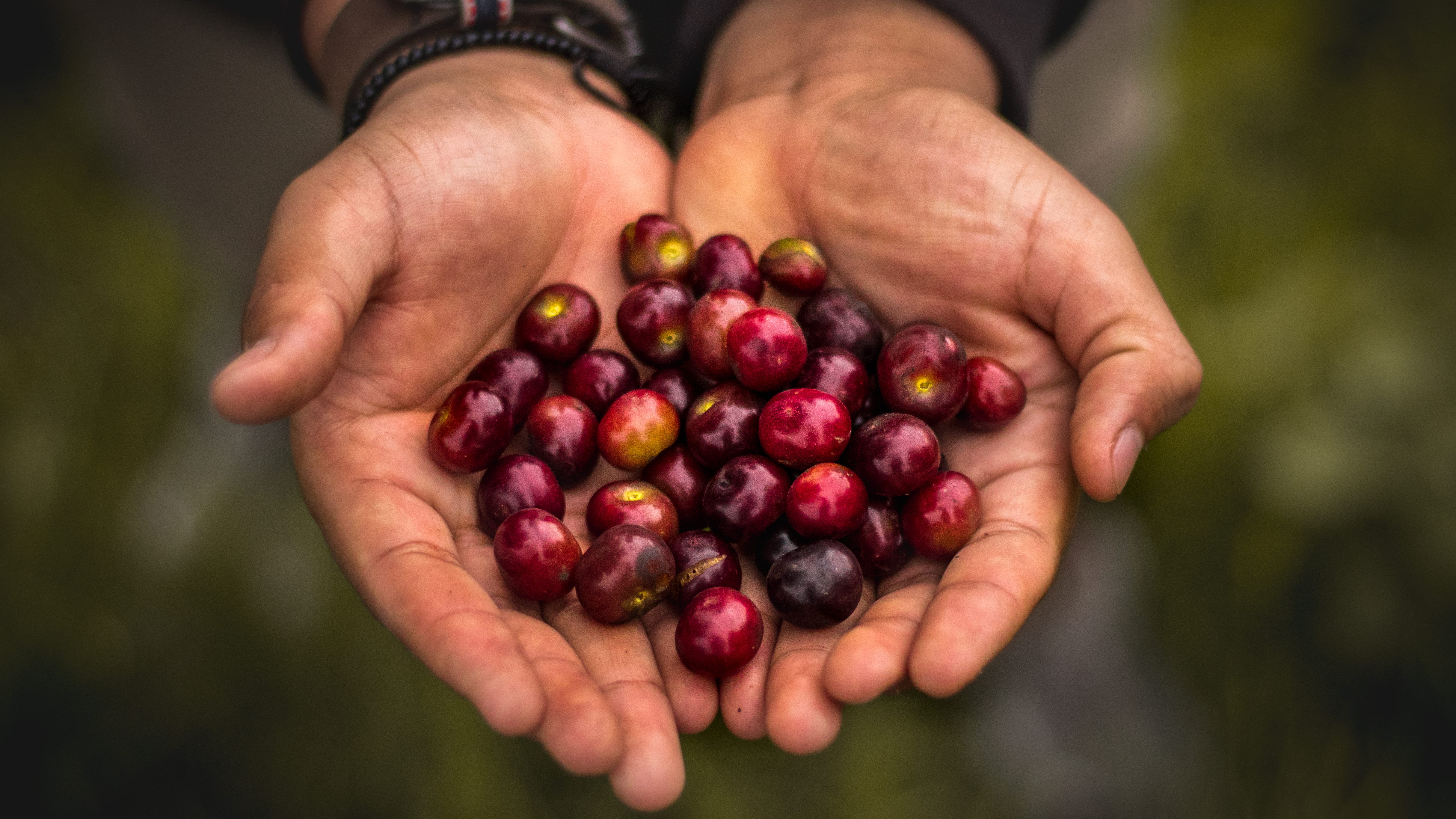 person, round, wellbeing, healthy lifestyle, holding, jamaican, pick, purple, red, 4K, mano, juicy, food, large group of objects, arbol, food and drink, HD Wallpaper