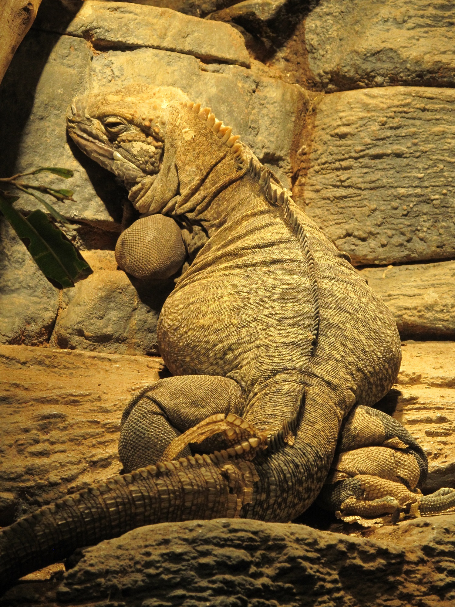 wildlife, captivity, comb, outdoors, close up, jamaican iguana, animal, no people, zoo, animal wildlife, nature, resting, sculpture, rock - object, close-up, Phone HD Wallpaper