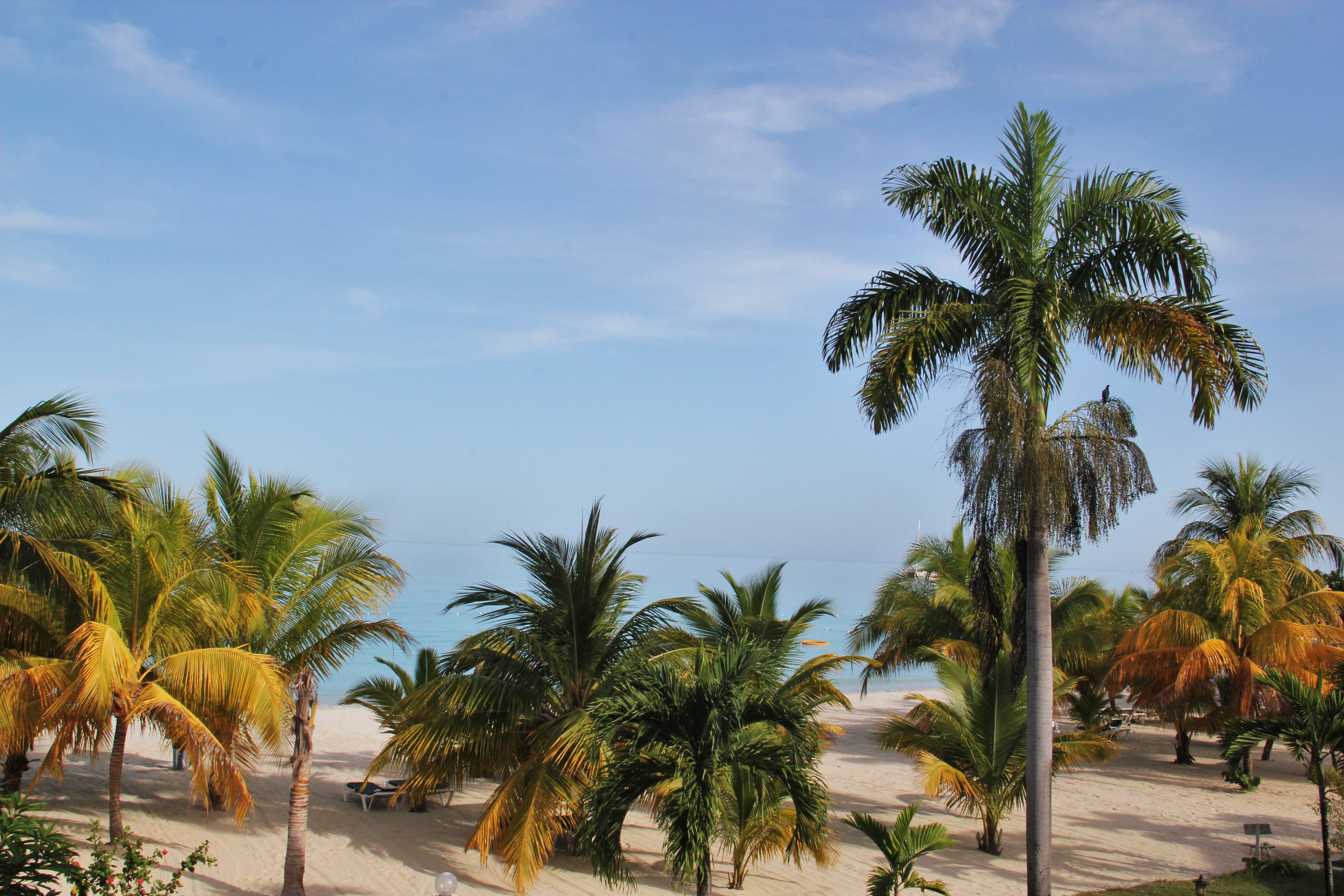 5K, palm tree, scenics, tranquil scene, cloud - sky, atmosphere, water, tropical climate, paradise, outdoors, tranquility, palm leaf, growth, nature, no people, HD Wallpaper