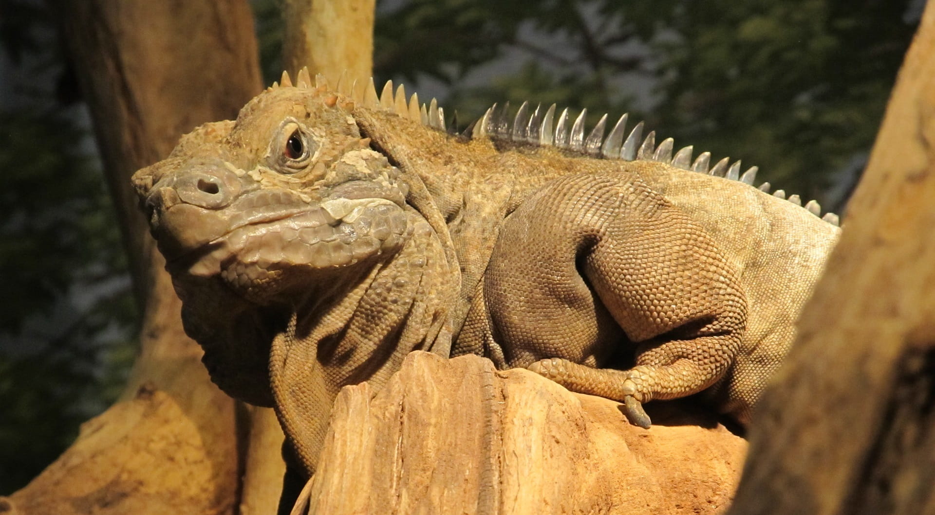 animal, zoo, exotic, outdoors, Rare, Wildlife, jamaica, no people, animal themes, critically endangered, comb, animal head, close-up, iguana, vertebrate, HD Wallpaper