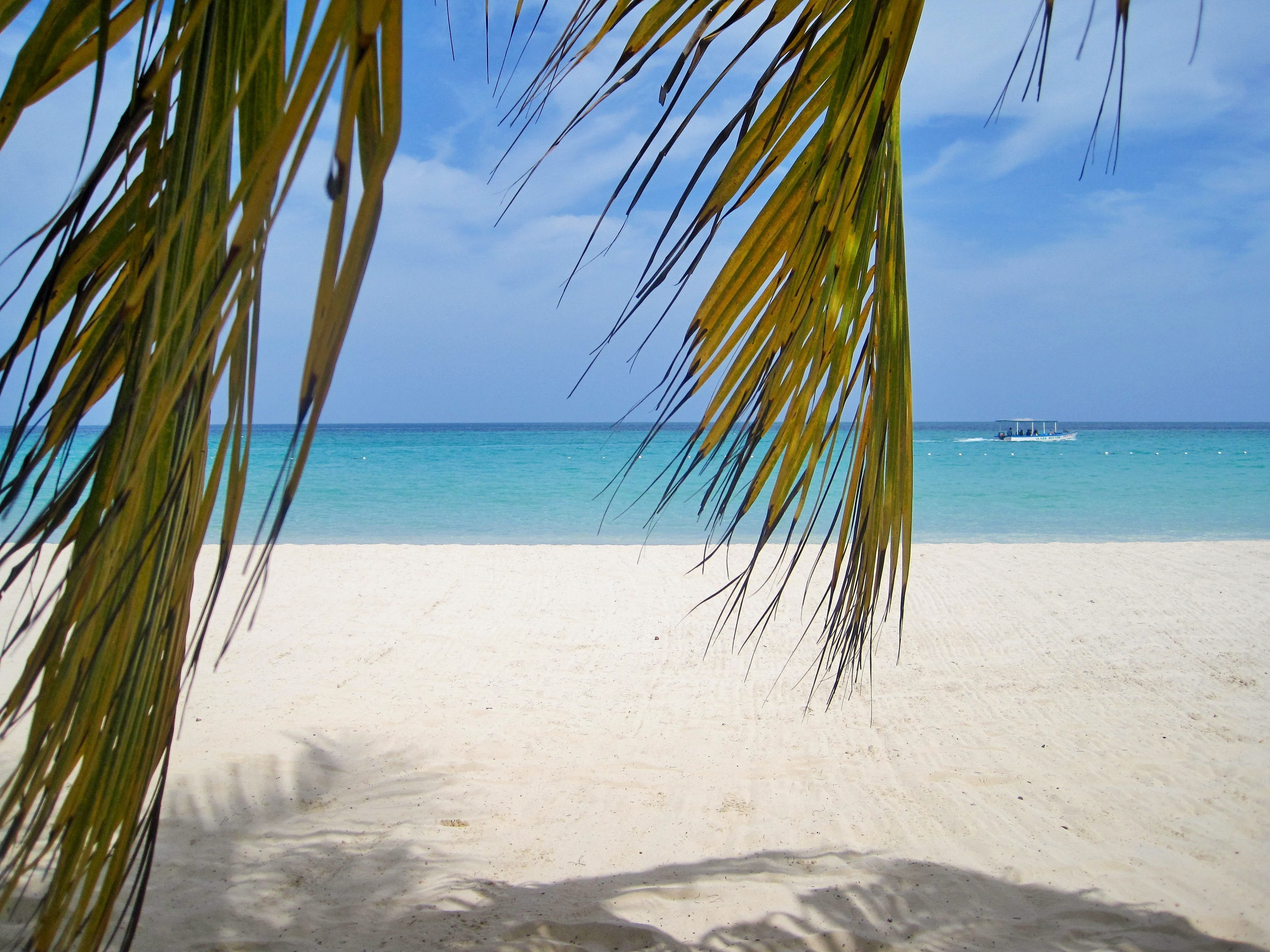 plant, horizon over water, palm leaf, water, Jamaica, blue, under the palm, horizon, exotic, nature, scenics - nature, sky, mood, holiday, ocean, scenics, HD Wallpaper