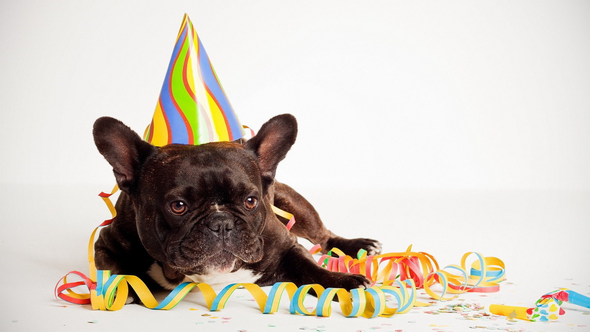 no people, Friendly, pets, studio shot, 1080P, flag, dogs, animal, celebration, indoors, domestic animals, one animal, french bulldog, portrait, canine, HD Wallpaper