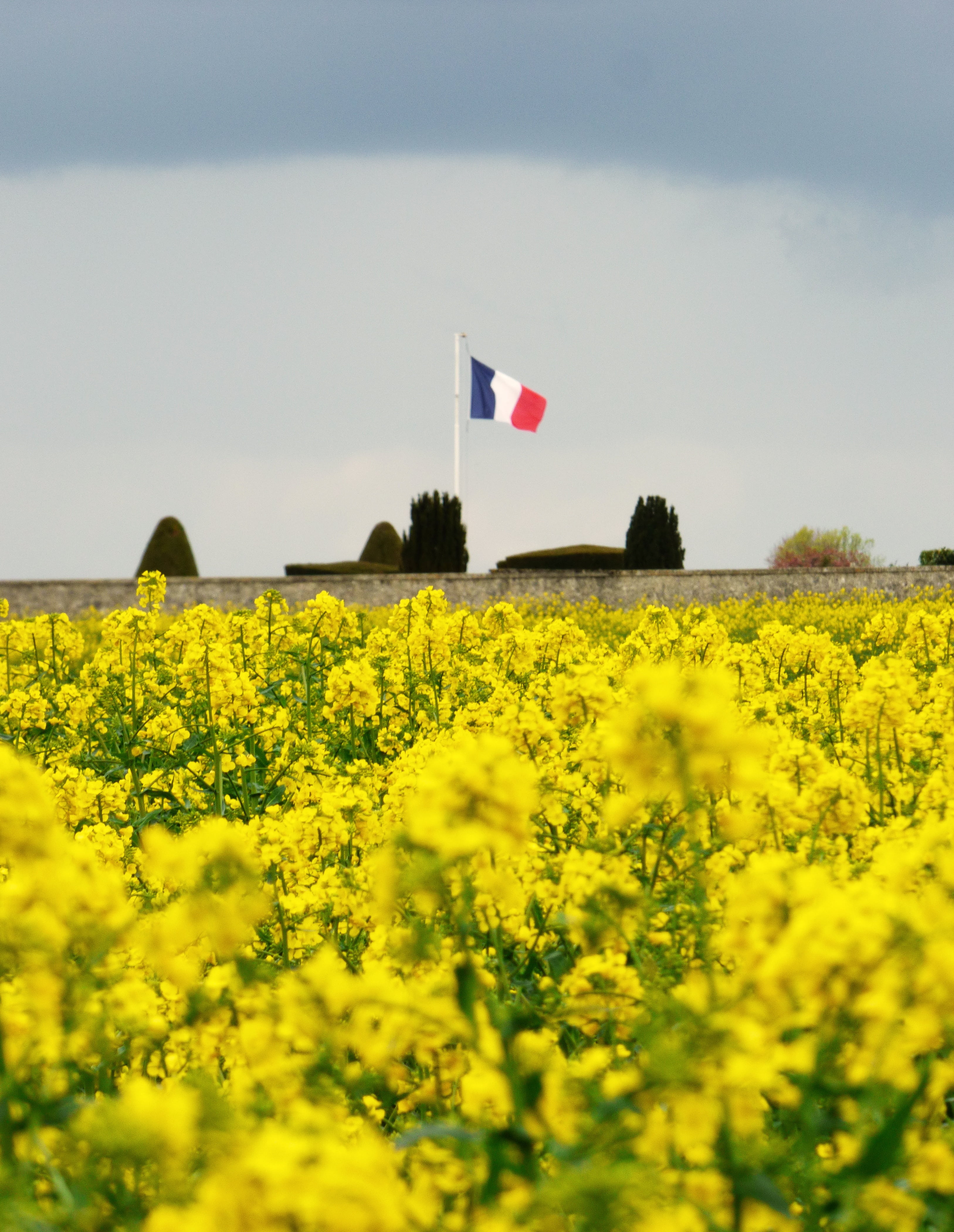 commemoration, nature, flower, oilseed rape, landscape, scenics - nature, outdoors, sky, flowers, environment, tribute, rural scene, no people, tranquil scene, Phone HD Wallpaper