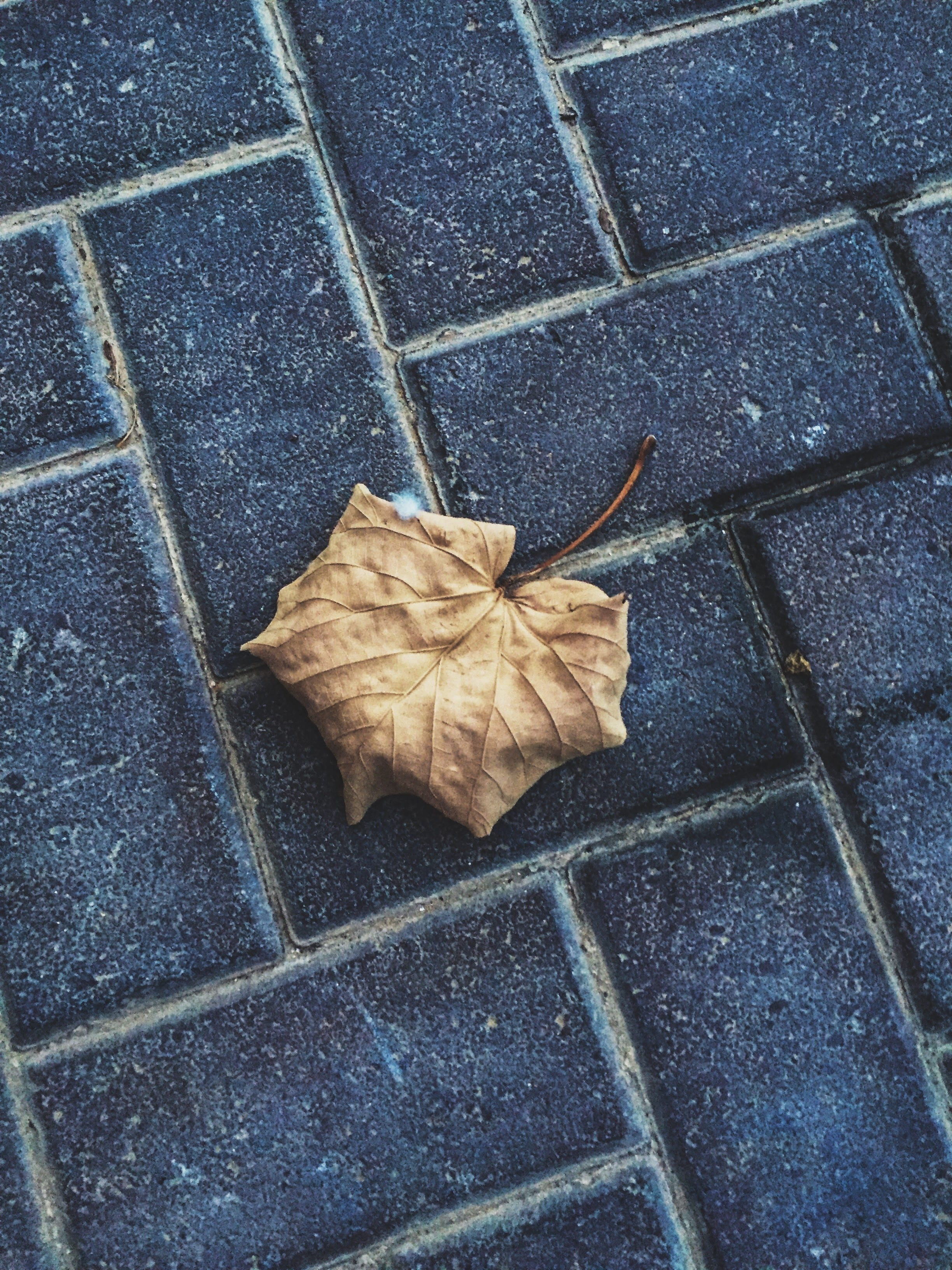 detail, pattern, footpath, old, maple leaf, season, environment, directly above, isolated, tree, texture, day, ground, change, plant part, tiled floor, Phone HD Wallpaper
