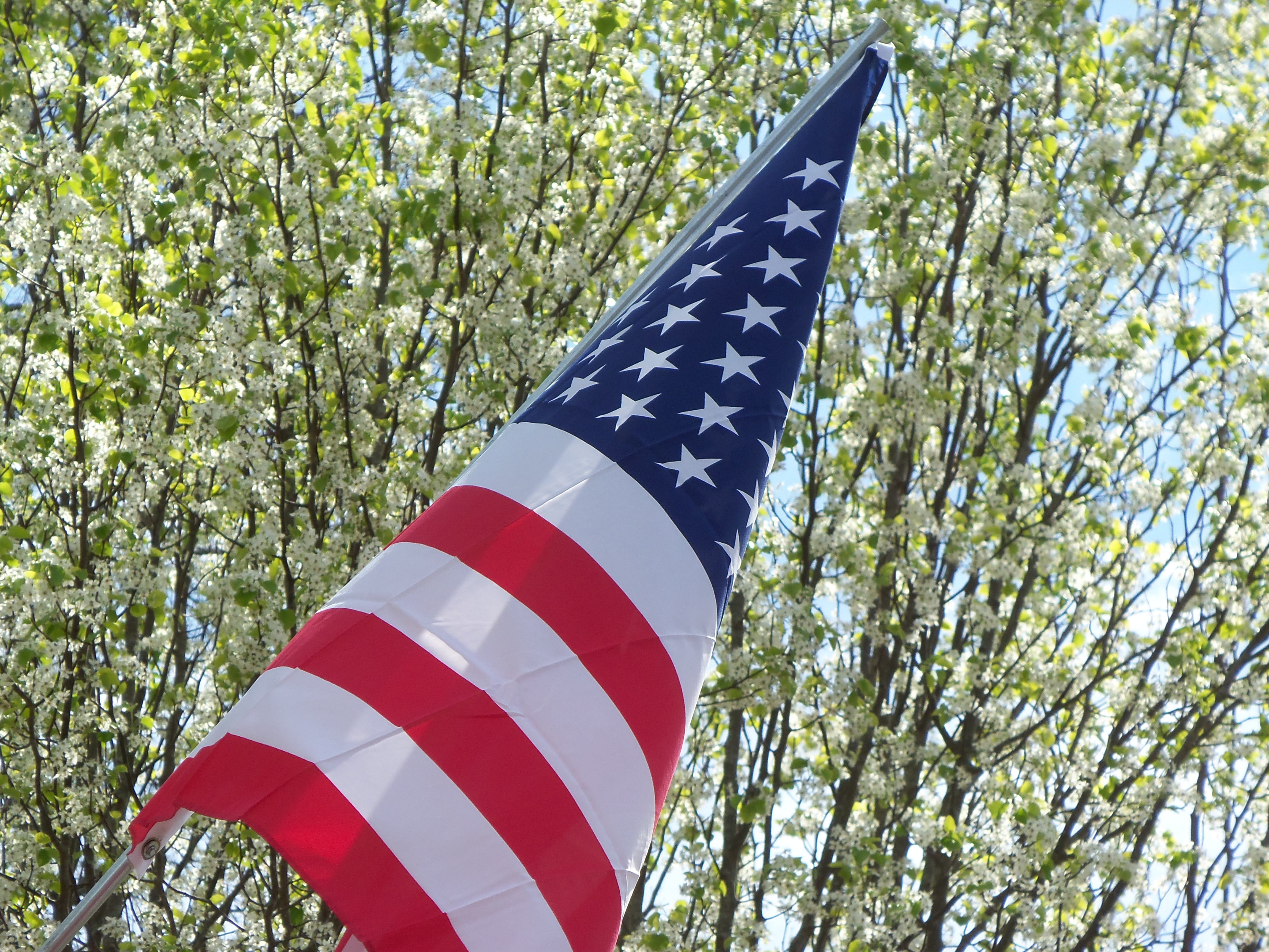 waving, flag, national, land, red, close-up, usa, nature, american flag, patriotic, shape, white color, branch, day, dom, democracy, low angle view, 4K, HD Wallpaper