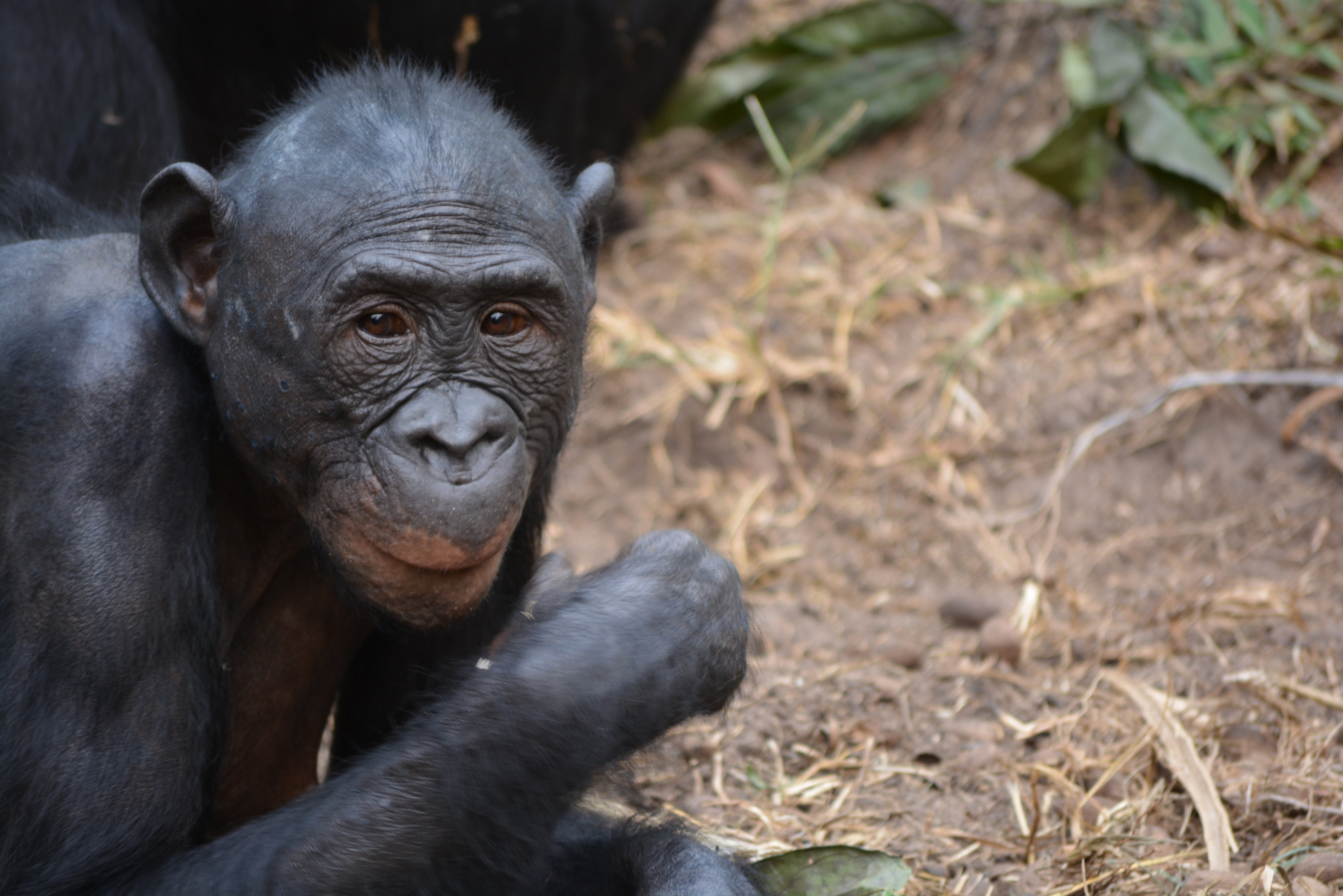 paniscus, democratic republic of congo, looking at camera, africa, pan, animals in the wild, portrait, chimpanzee, 4K, nature, vertebrate, animal themes, HD Wallpaper