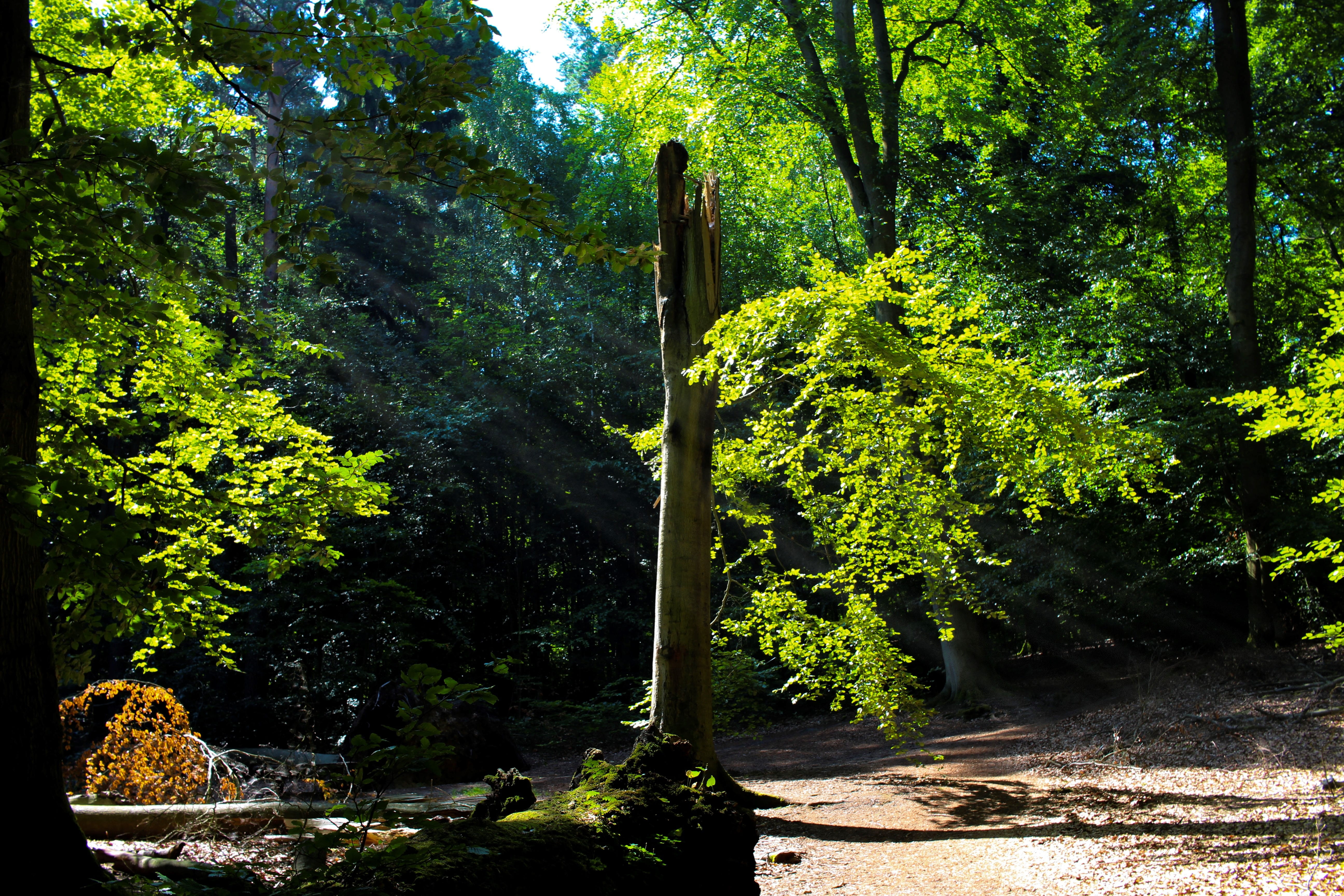 green, scenics - nature, tranquil scene, forest, editor choices, green color, summer, alive, world, plant, light beam, remote, tranquility, no people, wonderful, HD Wallpaper