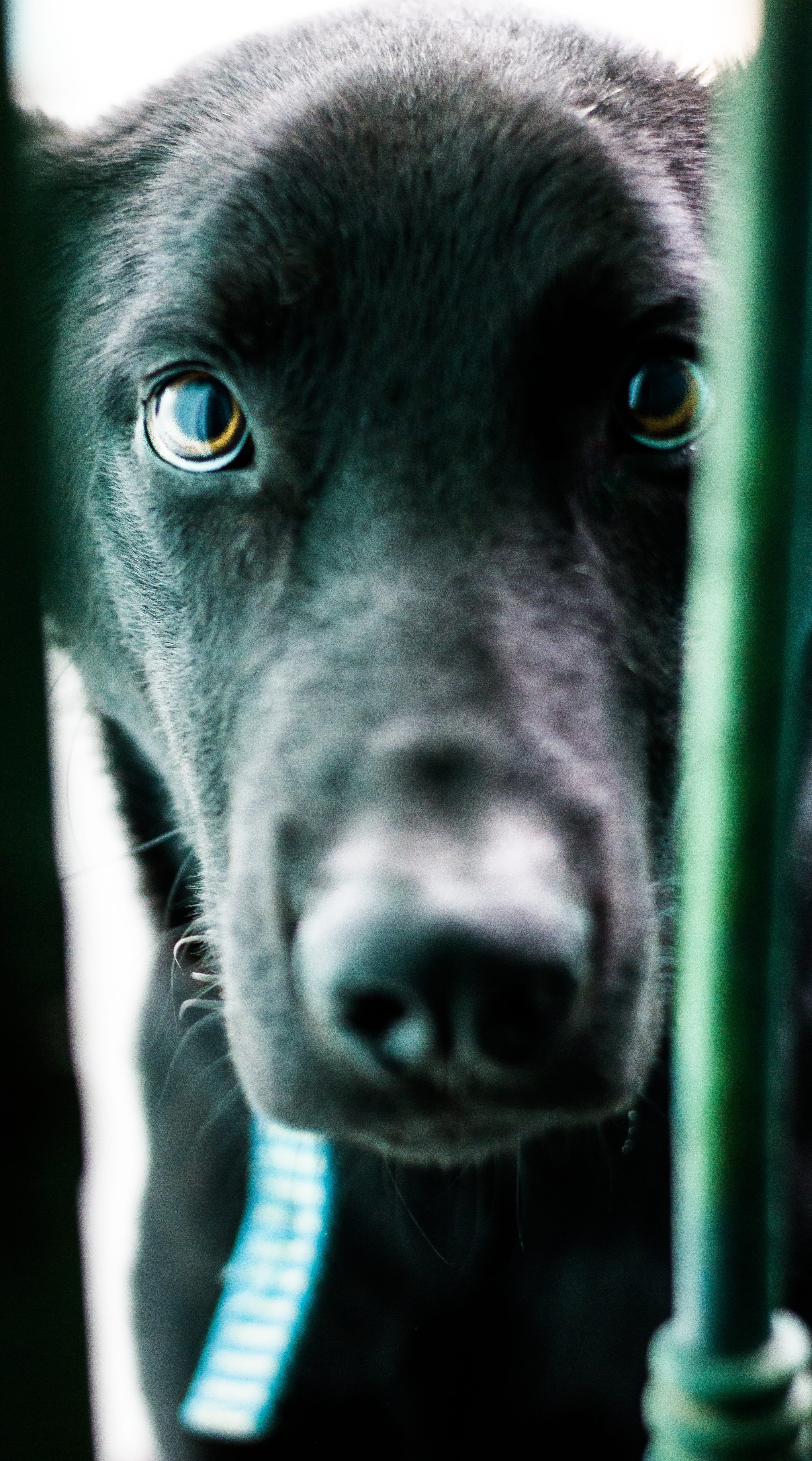 nice eyes, animal body part, close-up, race, mime, beautiful, one animal, companion, canine, animal themes, pets, bug, pet, adorable, looking at camera, Phone HD Wallpaper