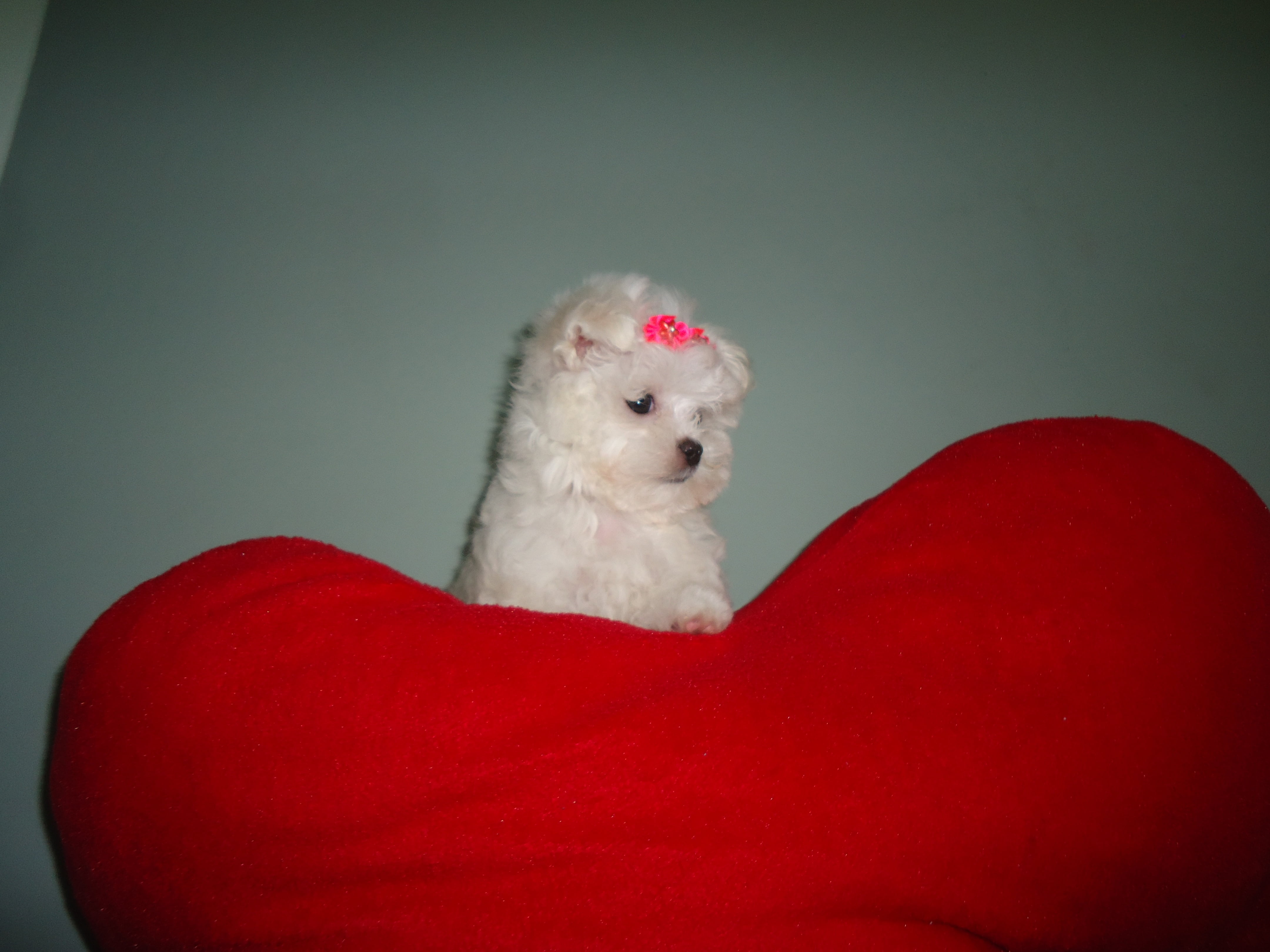 gray background, mammal, red, bebe, colored background, mime, vertebrate, indoors, beautiful, sitting, copy space, anima, portrait, puppy, domestic animals, HD Wallpaper