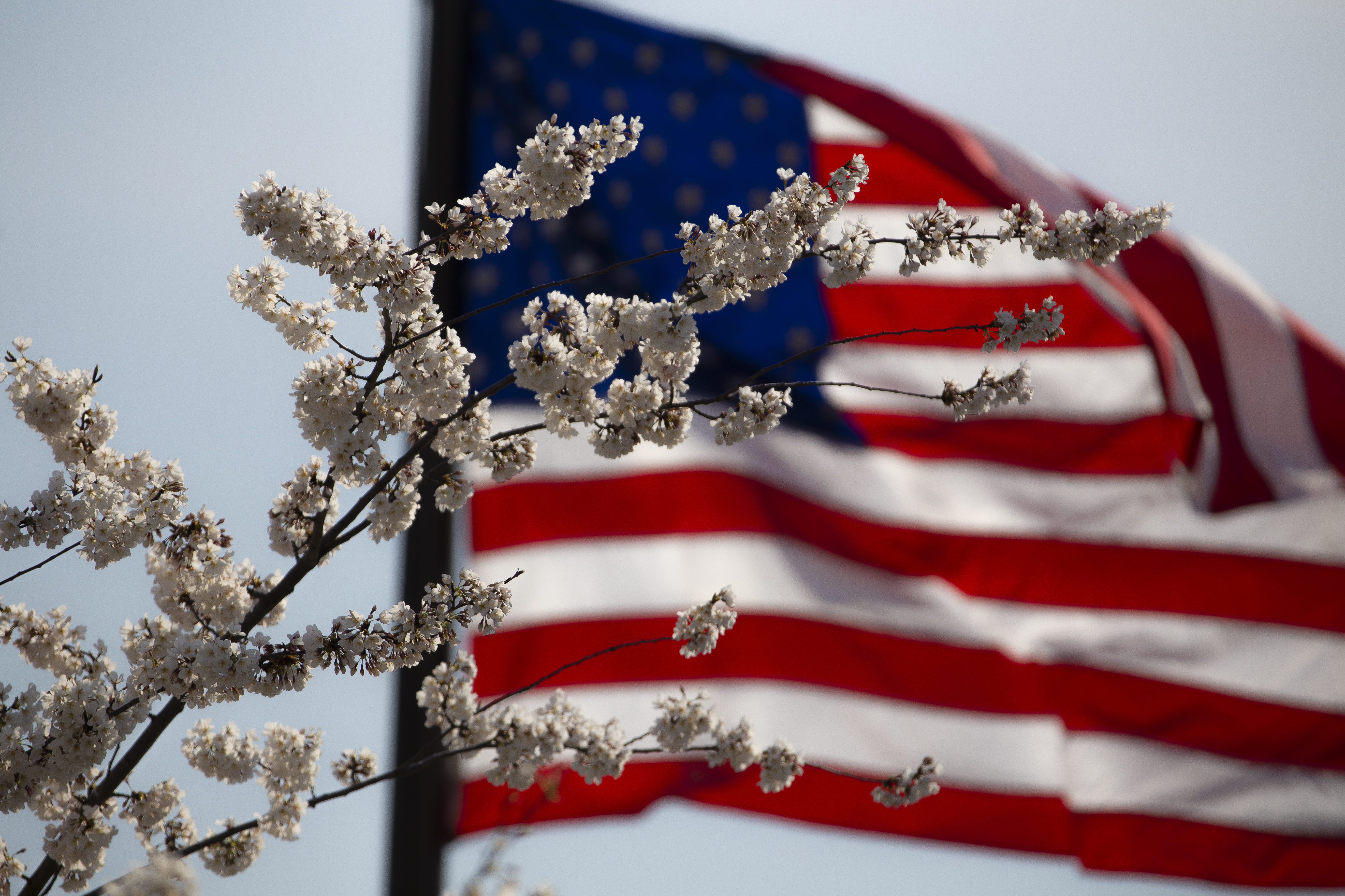 star shape, event, no people, snow, tree, winter, holiday - event, close-up, silver colored, American flag, decoration, holiday, christmas, flower, studio shot, HD Wallpaper