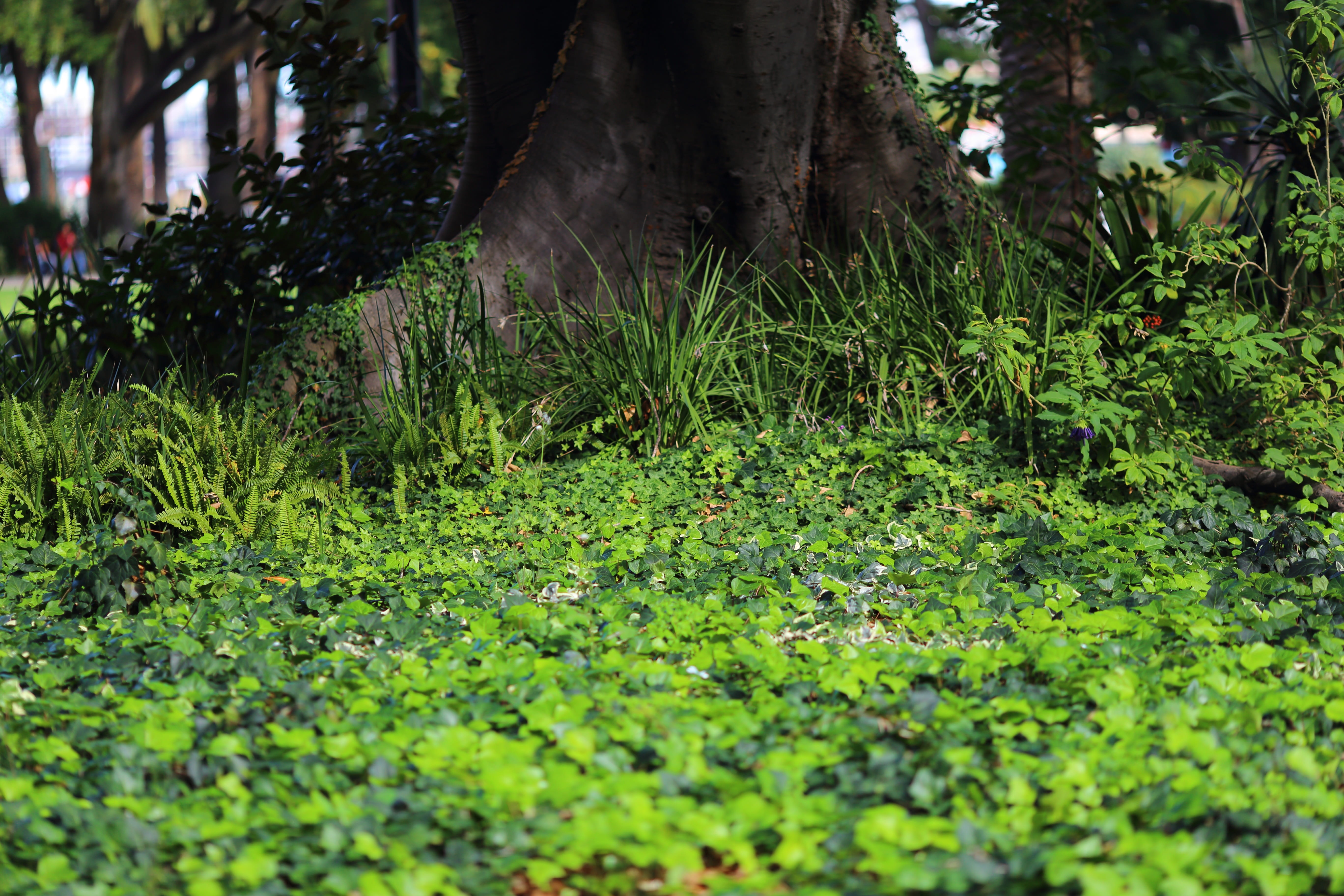 tree trunk, plant part, growth, field, forest, trunk, perth, day, tree, water, 5K, court, plant, beauty in nature, land, grass, no people, leaf, supreme, HD Wallpaper