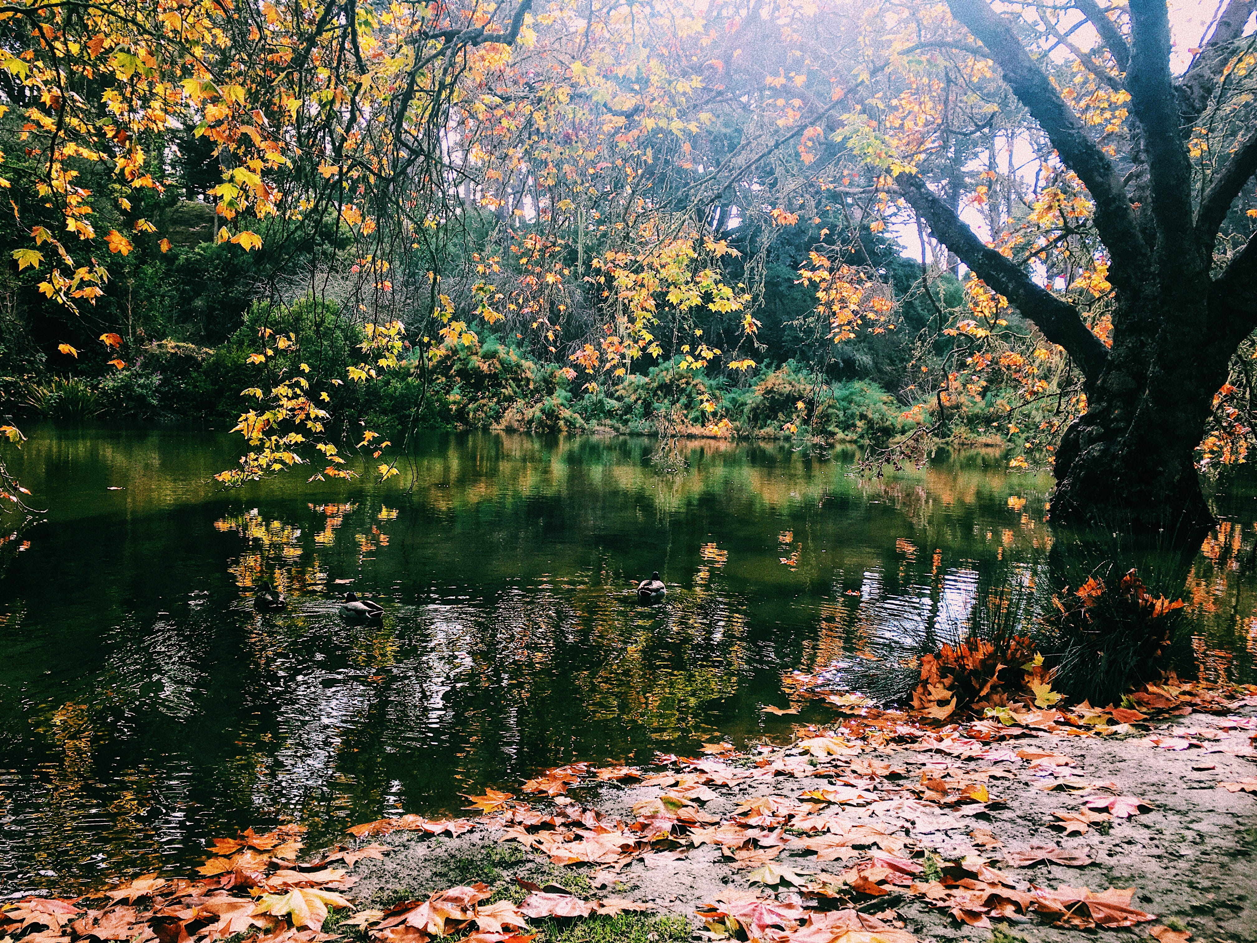 autmn, 4K, beauty in nature, lake, reflection, non-urban scene, day, yellow, plant, forest, scenics - nature, san francisco, fall, tree, autumn, green, HD Wallpaper
