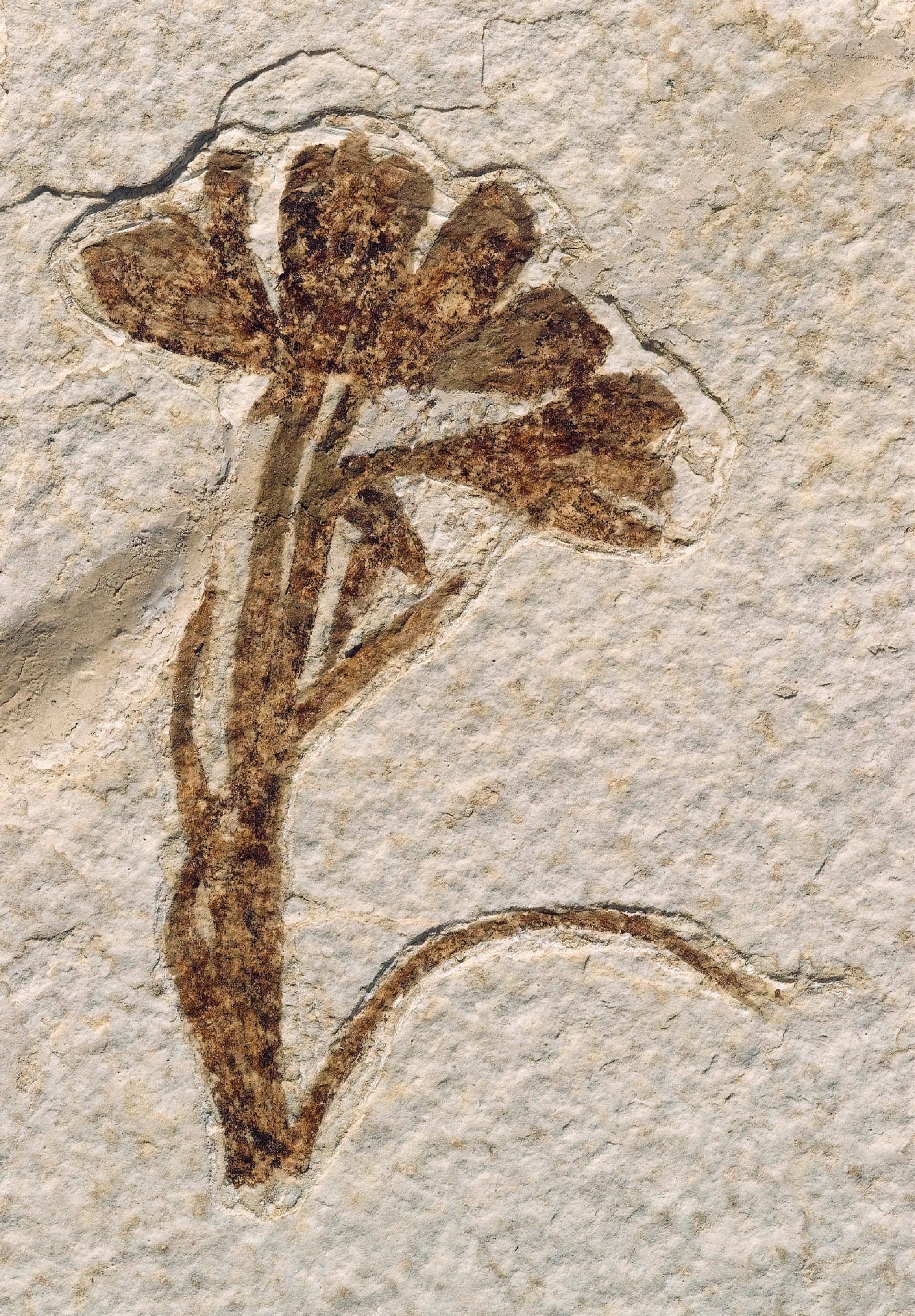 mammal, concrete, wall - building feature, archeology, nature, fossilized, brown, usa, vertebrate, close-up, animal body part, animal representation, petrified, Phone HD Wallpaper