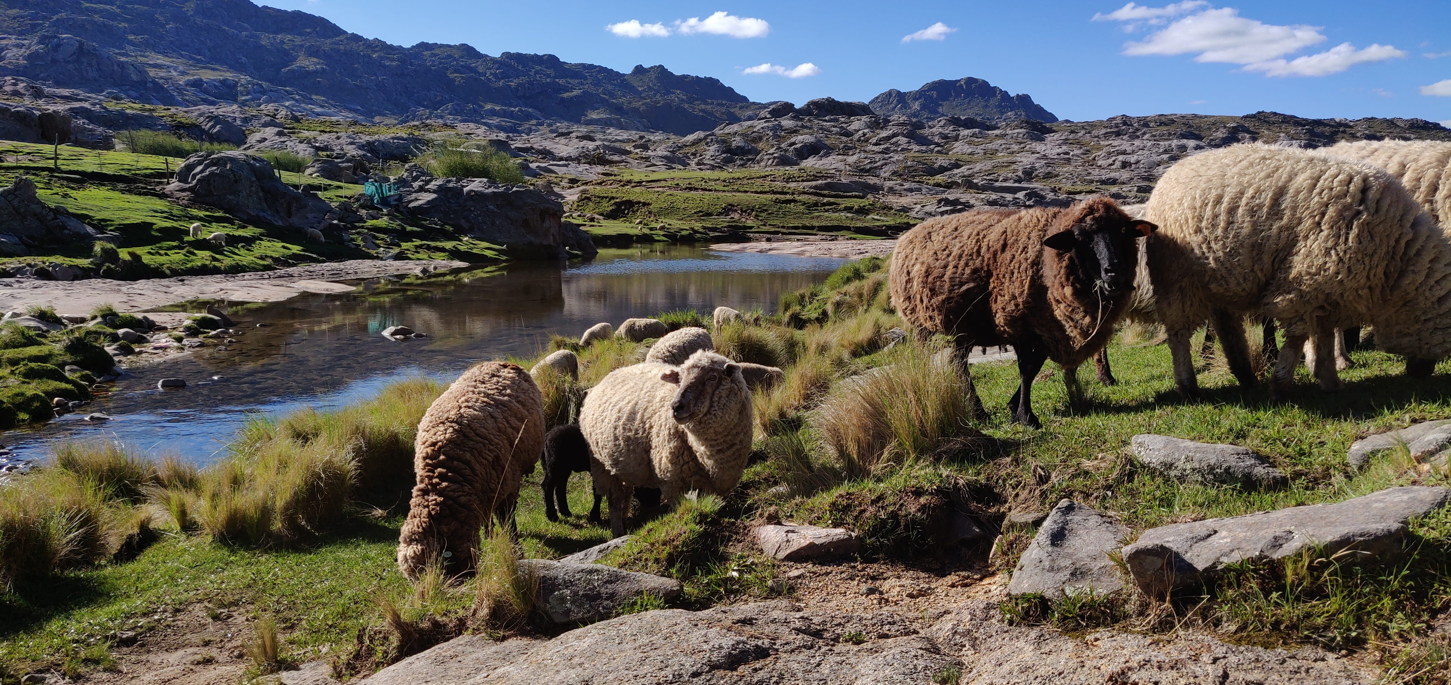 mountain, pets, sheeps, argentina, outdoors, mammal, livestock, animal, land, domestic, 4K, landscape, mountains, scenics - nature, agriculture, herbivorous, HD Wallpaper