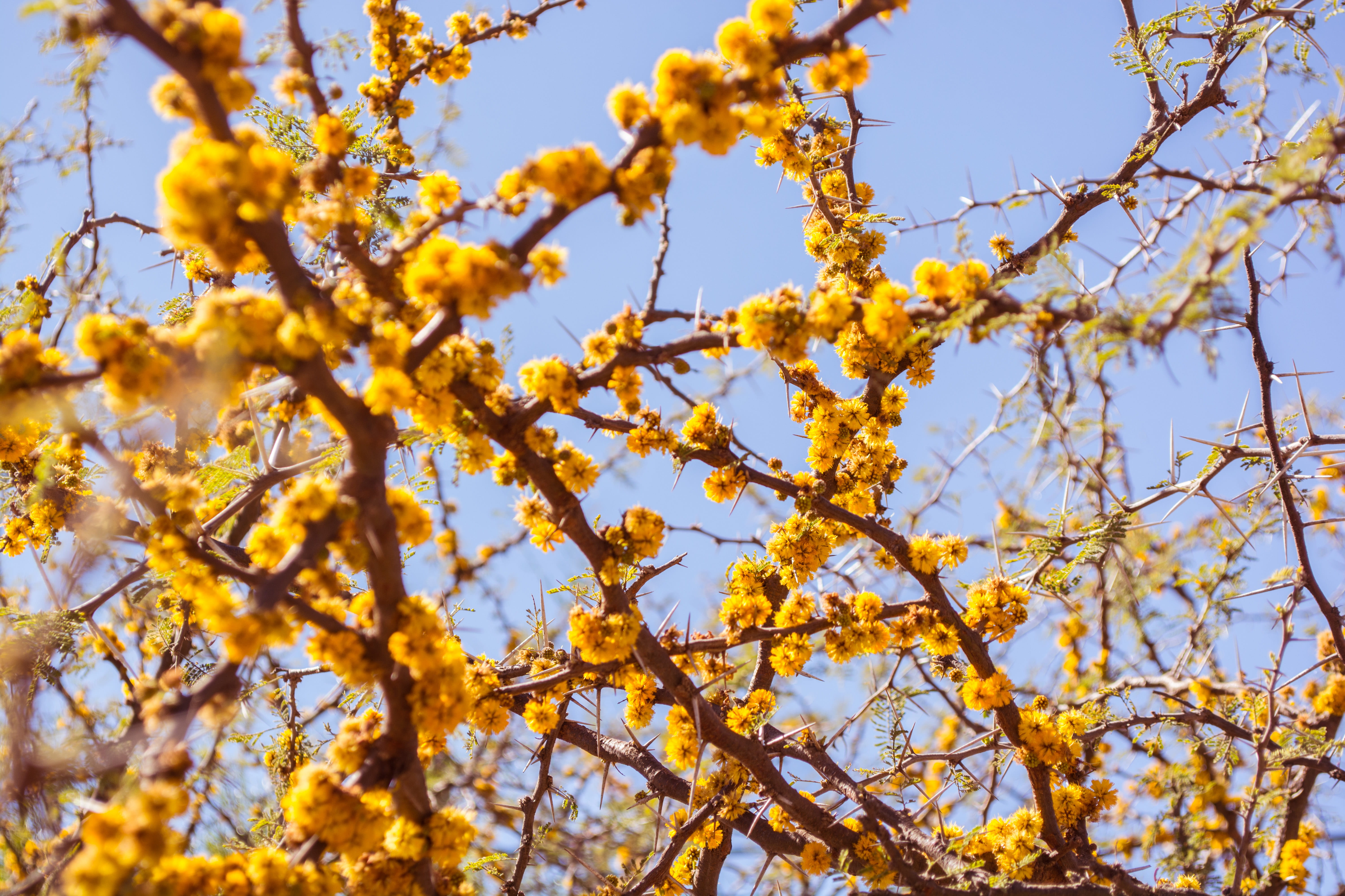branch, yellow, photography, flower, flowering plant, clear sky, argentina, day, no people, tree, outdoors, petaled, espinillo, wild, 5K, low angle view, HD Wallpaper