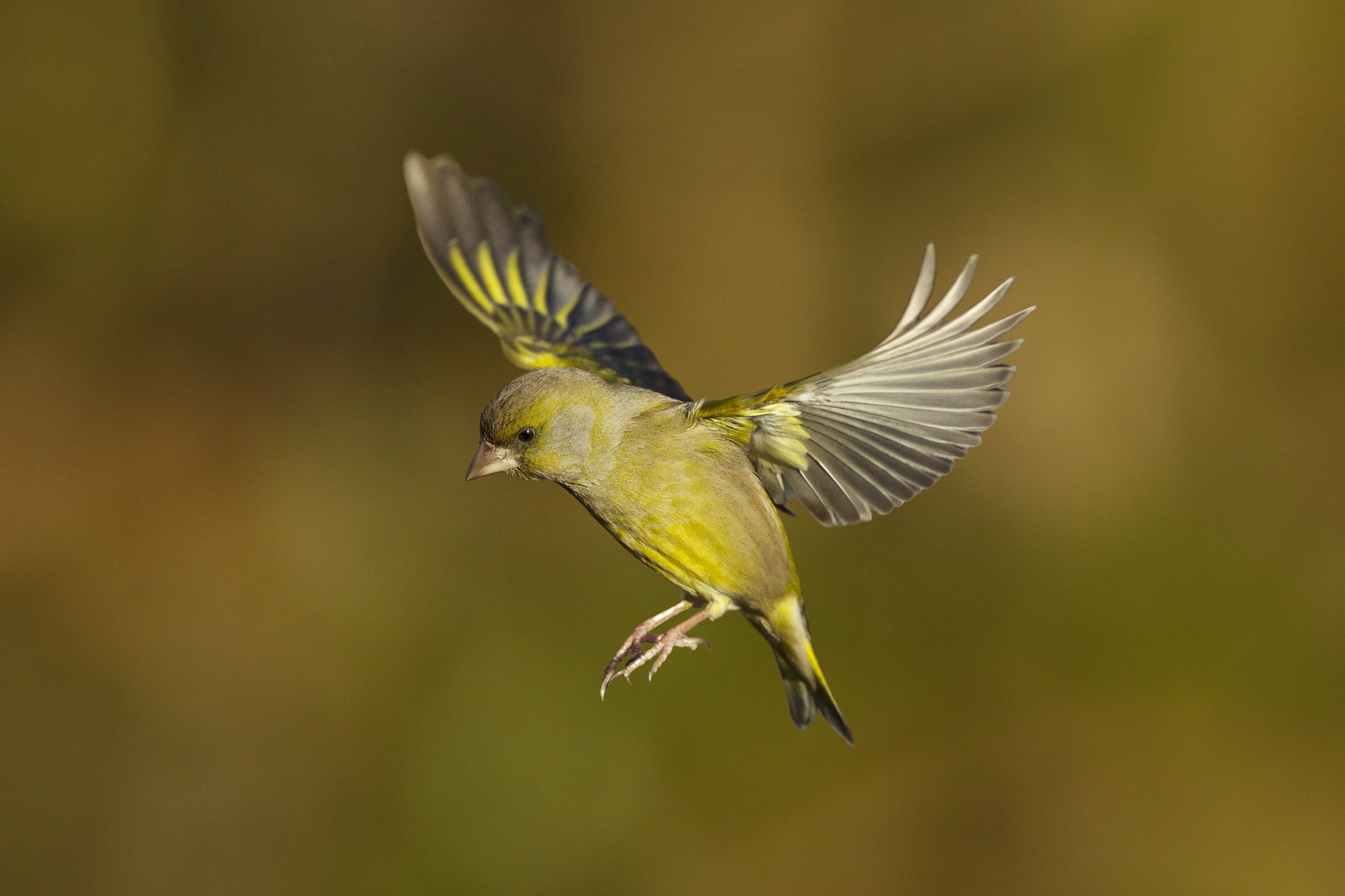 vertebrate, close-up, full length, bird, yellow, greenfinch, animal themes, one animal, zelenushka, animal wing, animal wildlife, mid-air, 1080P, animals in the wild, HD Wallpaper
