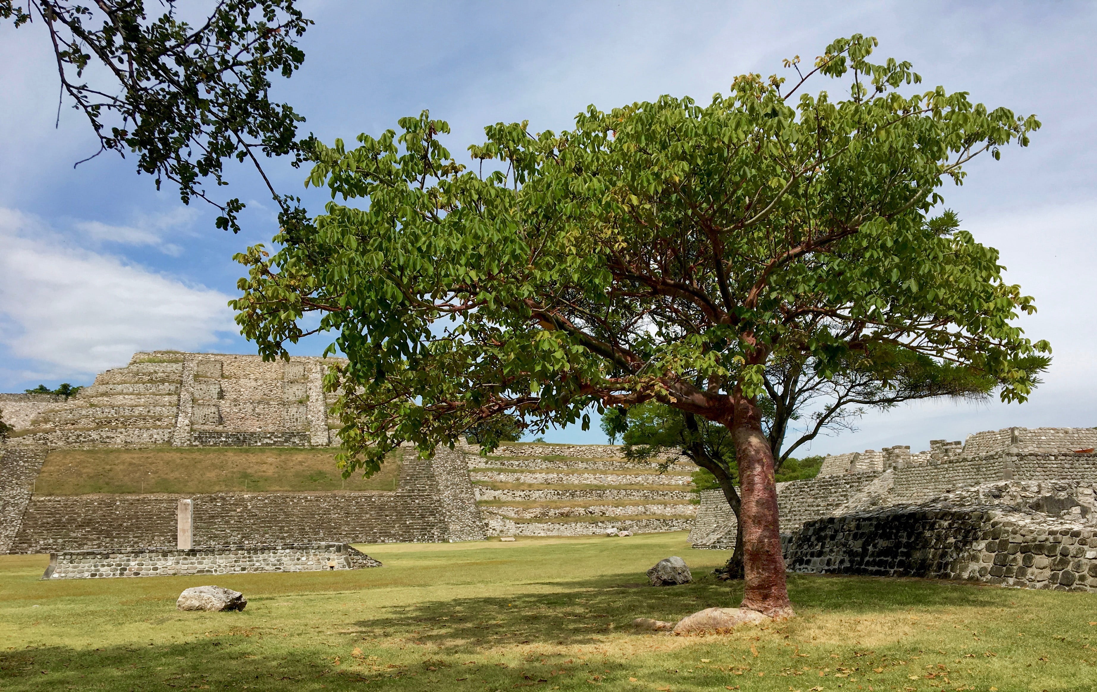 green color, field, animal, land, architecture, stone, ancient civilization, history, day, domestic animals, mexica, group of animals, tourism, stone Material, HD Wallpaper