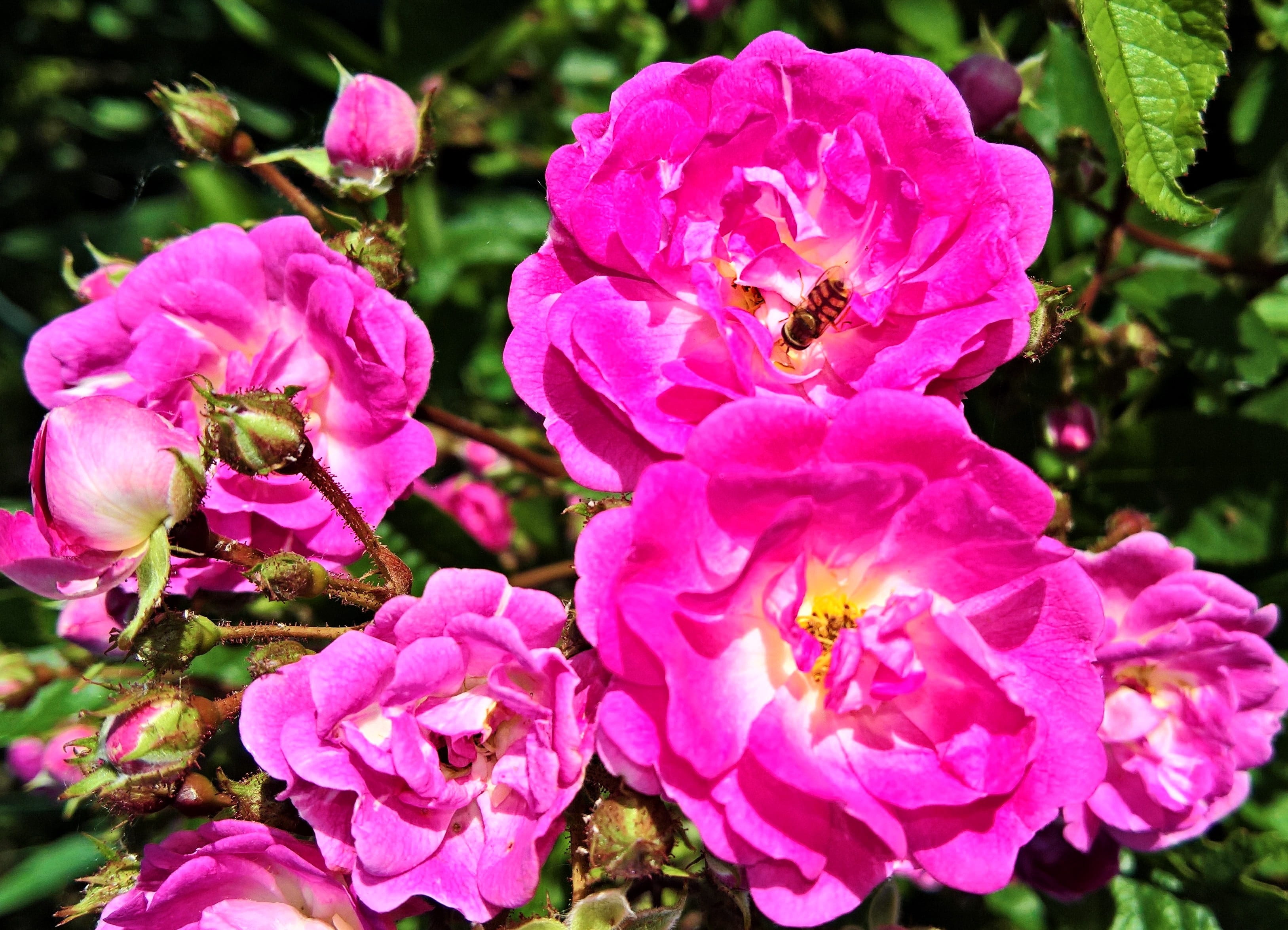summer, freshness, blossomed, macro, fragility, plant, petal, pink color, wild rose, vulnerability, 2K, flower head, close-up, pink, photography, pink ragusa, HD Wallpaper