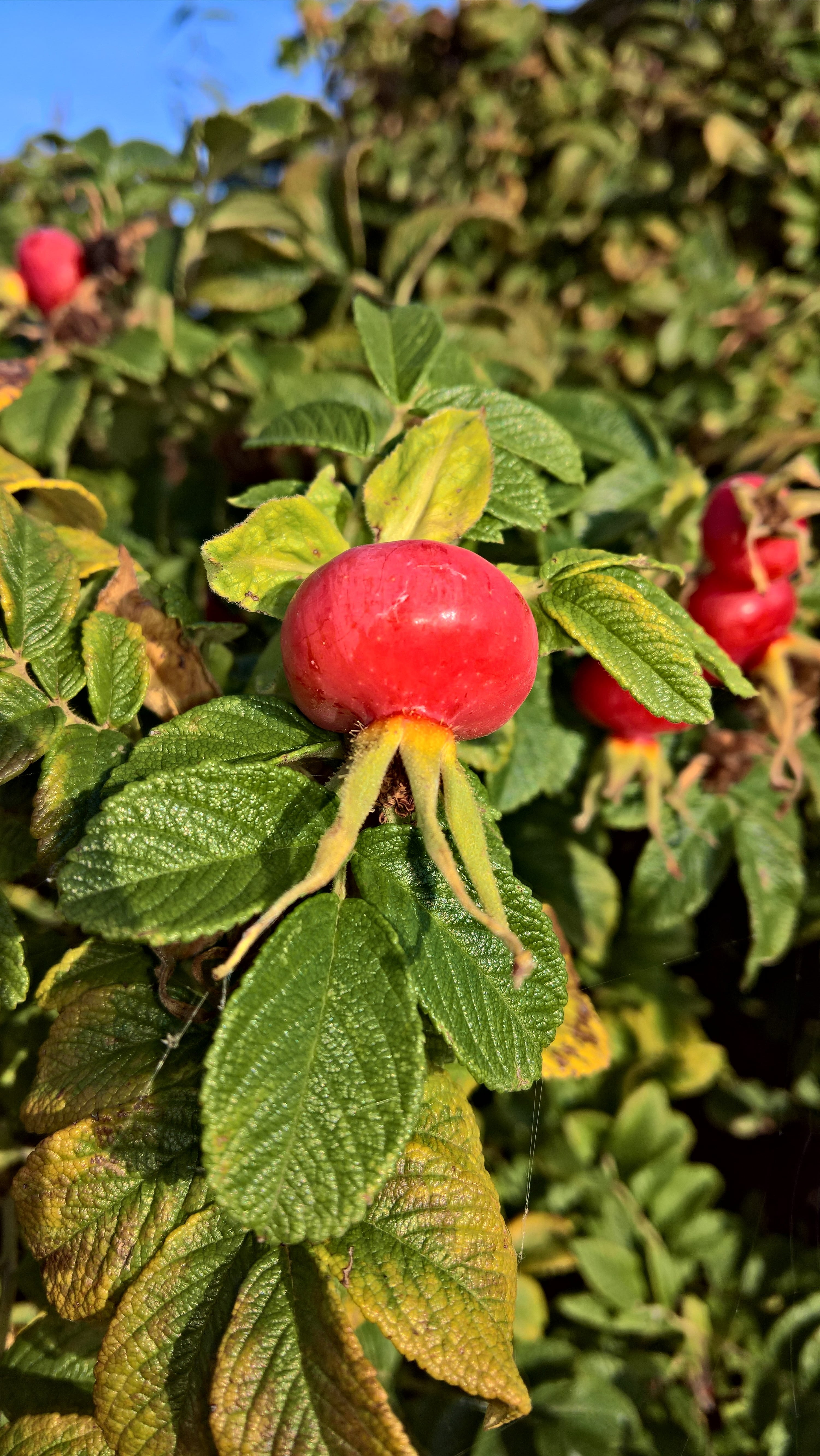 food and drink, medicinal plant, grows best in sandy soil, 5K, green color, nature, selective focus, wild, close-up, freshness, outdoors, rose hip, healthy eating, Phone HD Wallpaper