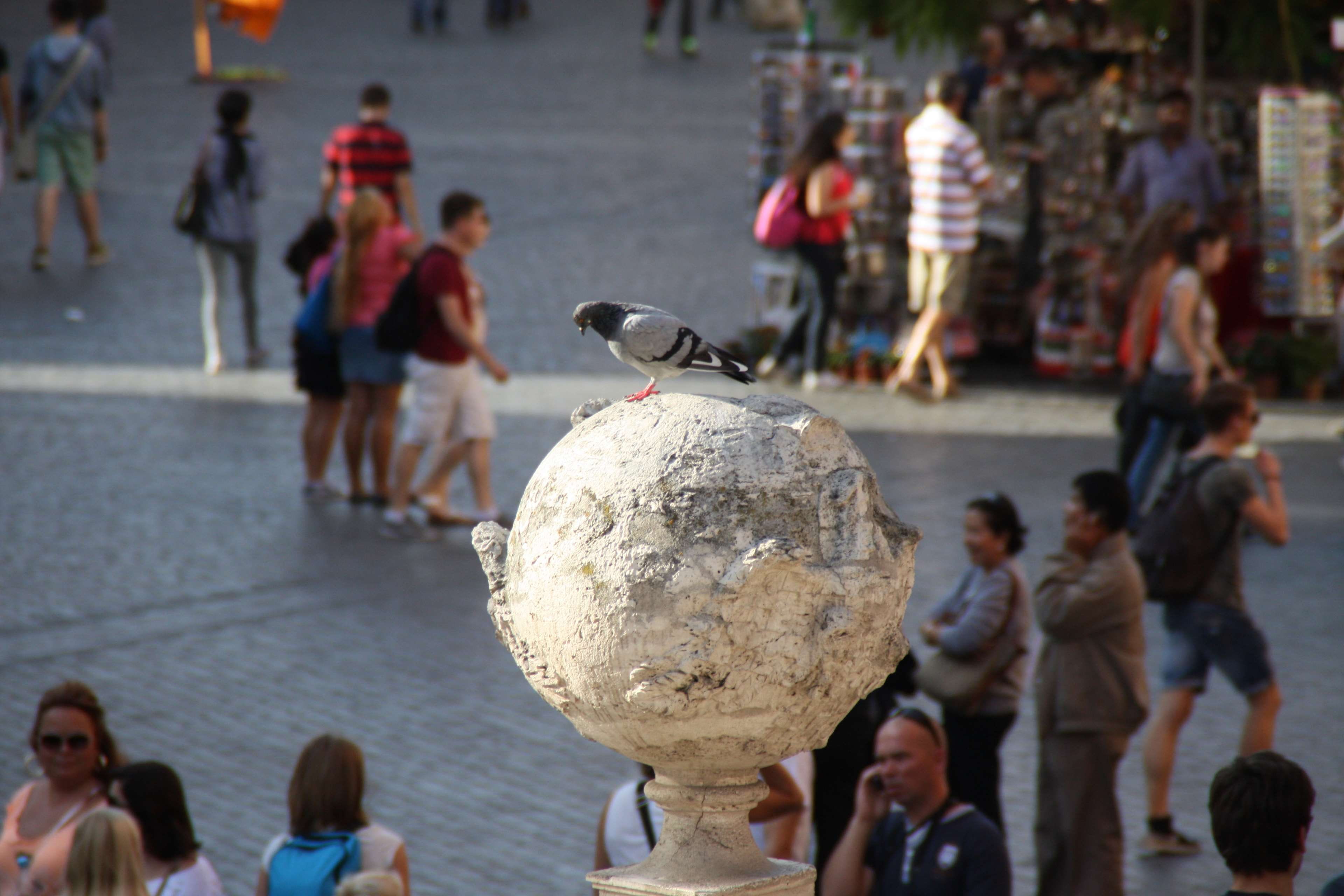 roma, incidental people, day, outdoors, architecture, pigeon, lifestyles, bird, men, crowd, city, large group of people, vertebrate, women, group of people, HD Wallpaper