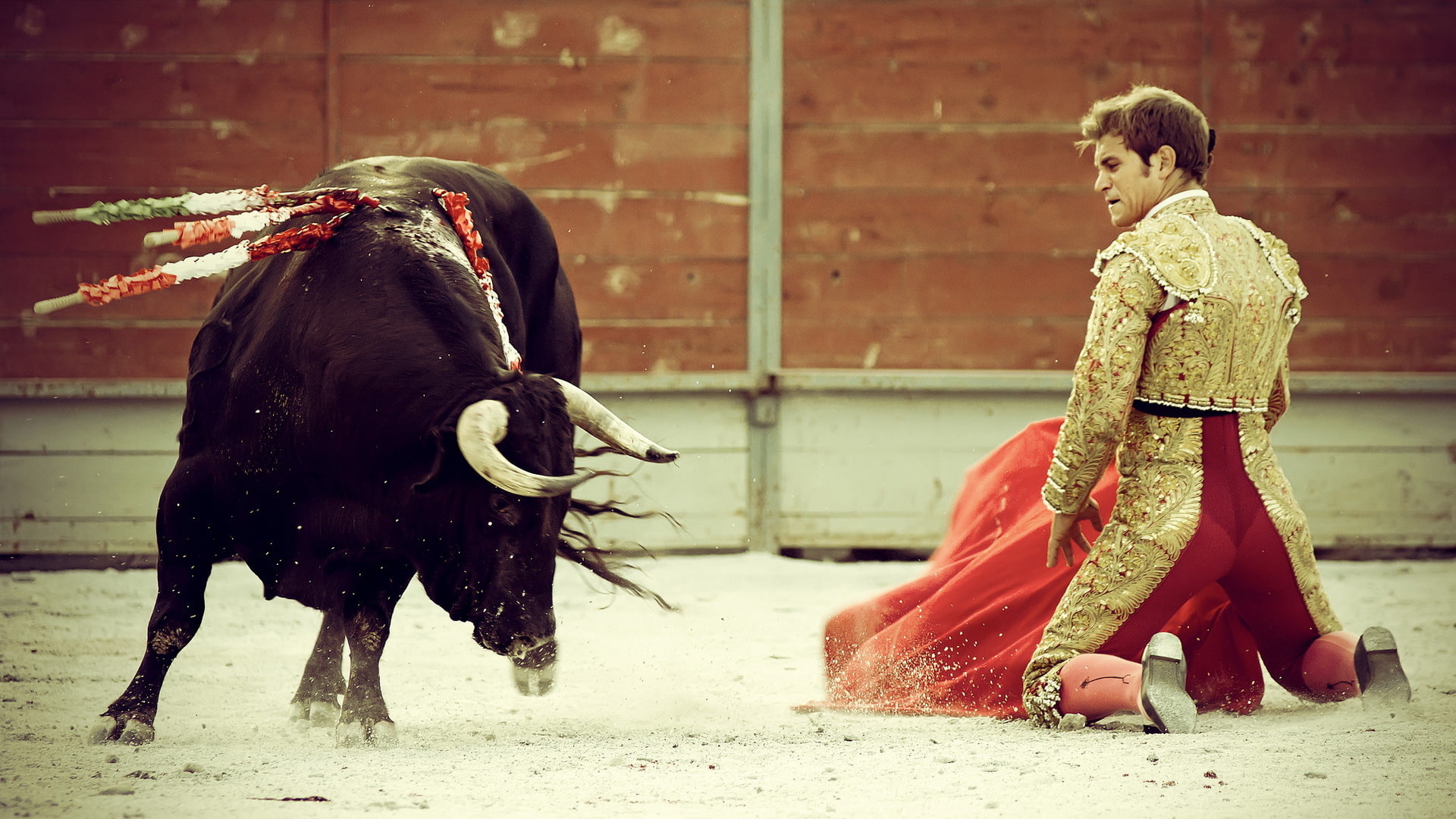 young adult, men, domestic animals, toreador, full length, outdoors, 1080P, livestock, real people, lifestyles, day, mammal, matador, domestic, cattle, HD Wallpaper