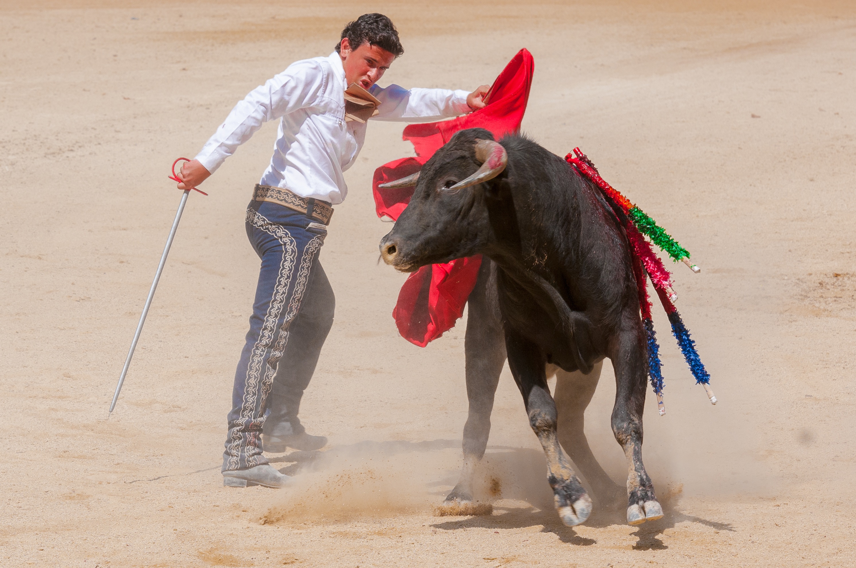 one animal, full length, 2K, nature, arena, bull - animal, domestic, cattle, pets, men, sand, bolsin, domestic animals, day, outdoors, mammal, feria, adult, HD Wallpaper