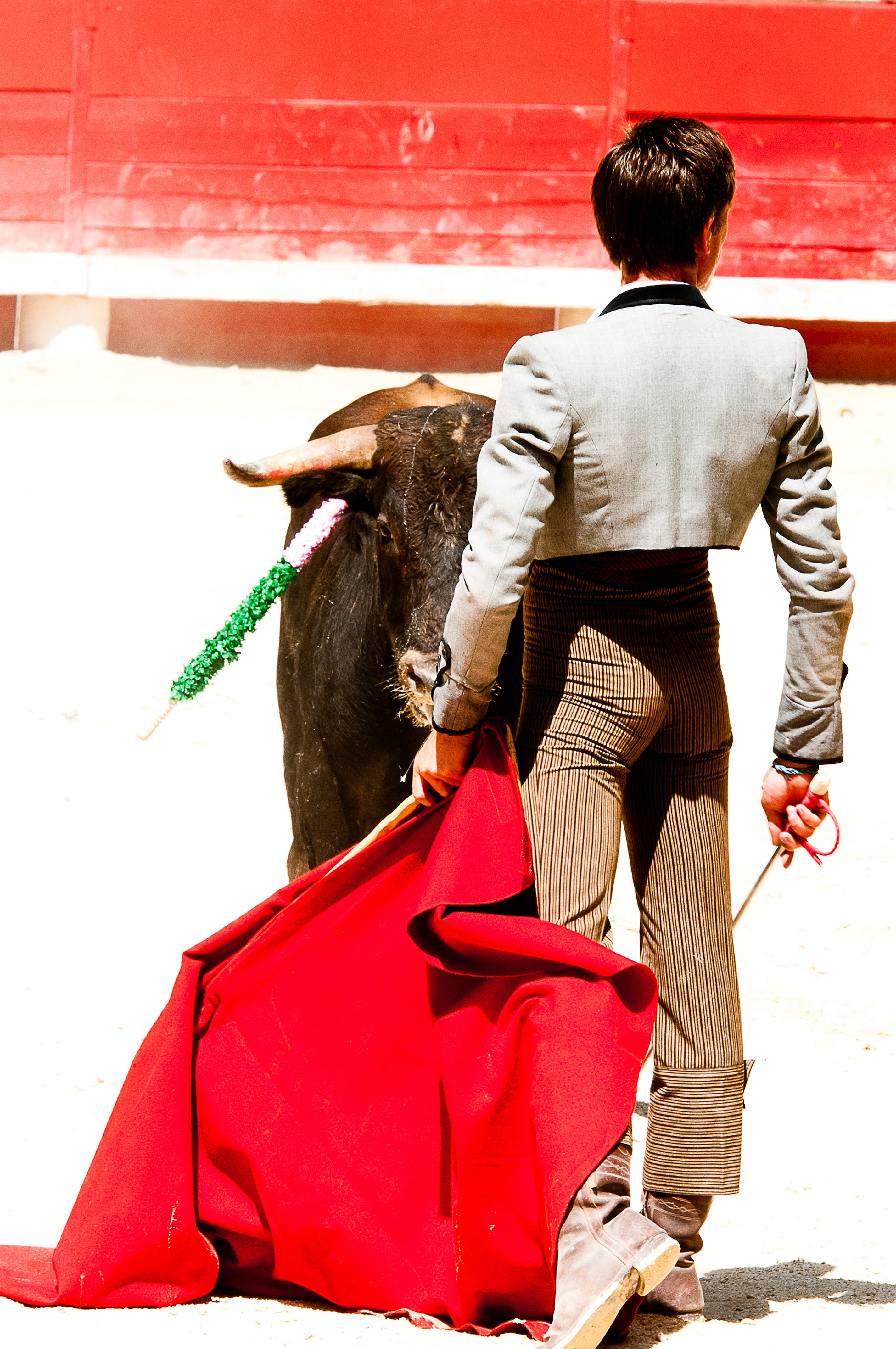 real people, Bullfight, lifestyles, domestic animals, horse, mammal, herbivorous, 4K, outdoors, one Person, leisure activity, Toreador, beaucaire, livestock, Phone HD Wallpaper