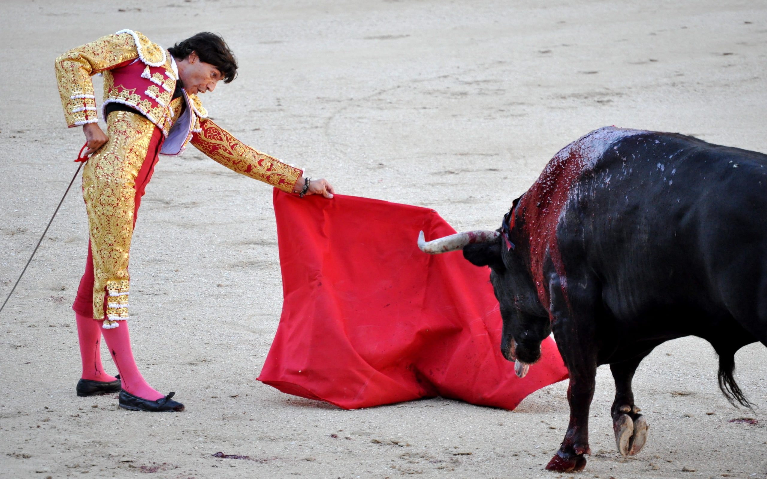 toreador, 2K, bull, Spain, HD Wallpaper