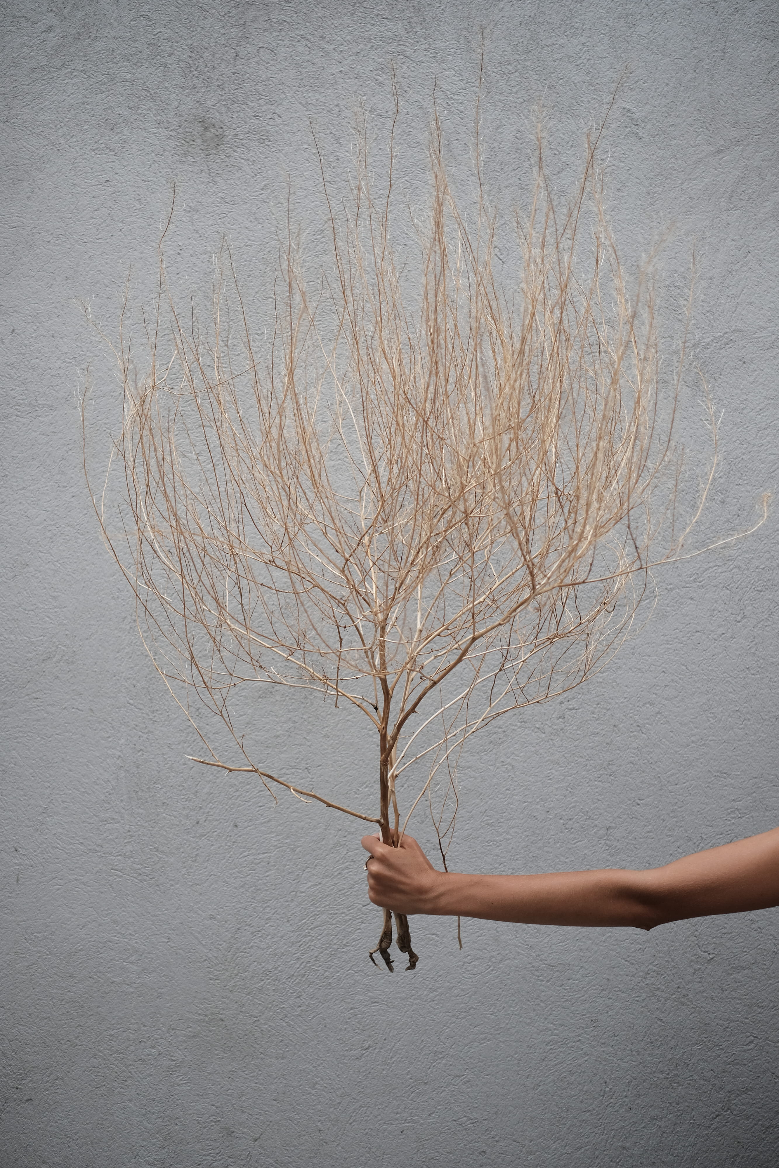 france, nimes, wall, day, human hand, tree, finger, wall - building feature, city, bare tree, blue, human body part, nature, plant, women, one person, outdoors, Phone HD Wallpaper