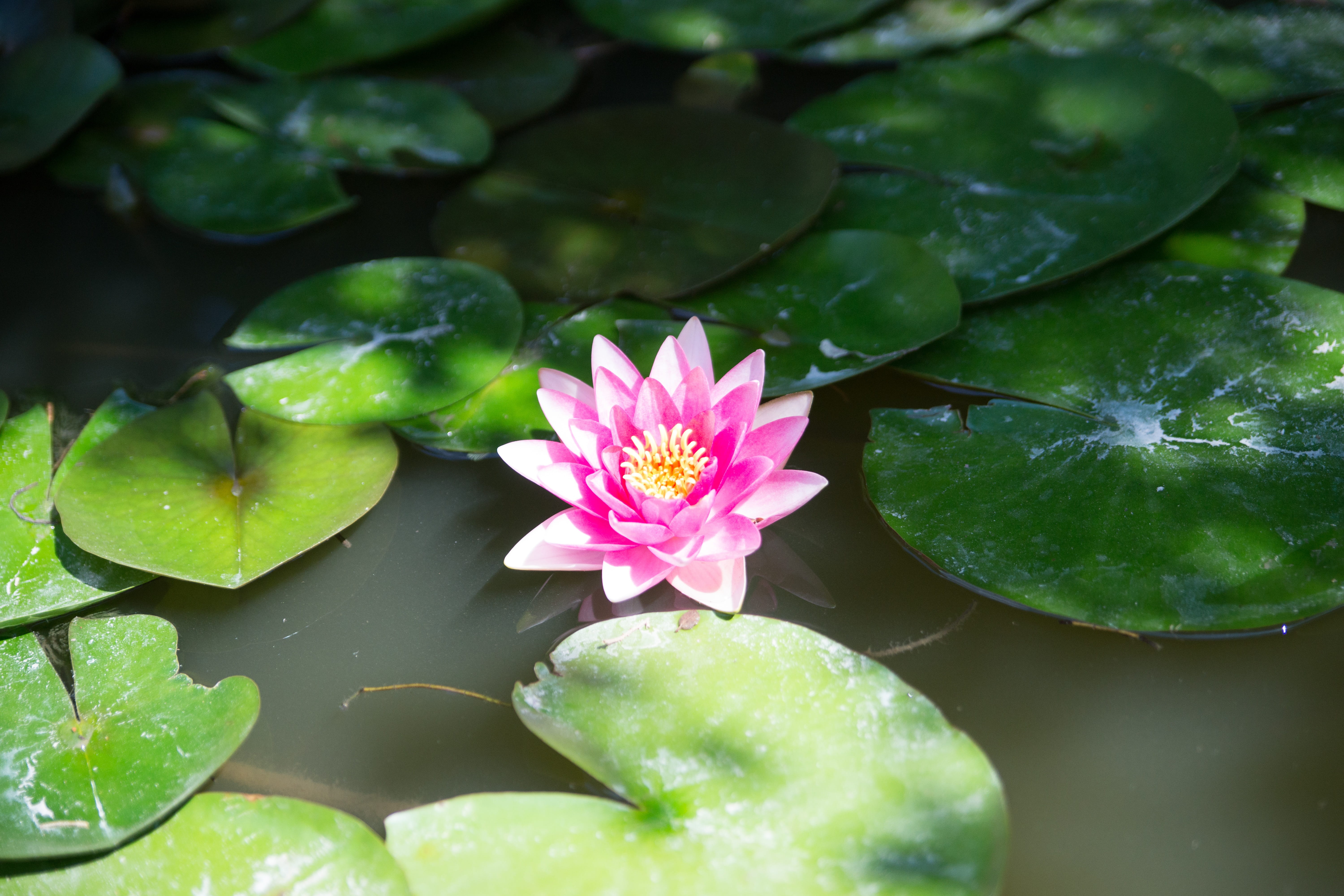 nimes, no people, pink, water, leaf, flowering plant, growth, pink color, floating on water, vulnerability, freshness, purple, plant part, water lilies, HD Wallpaper