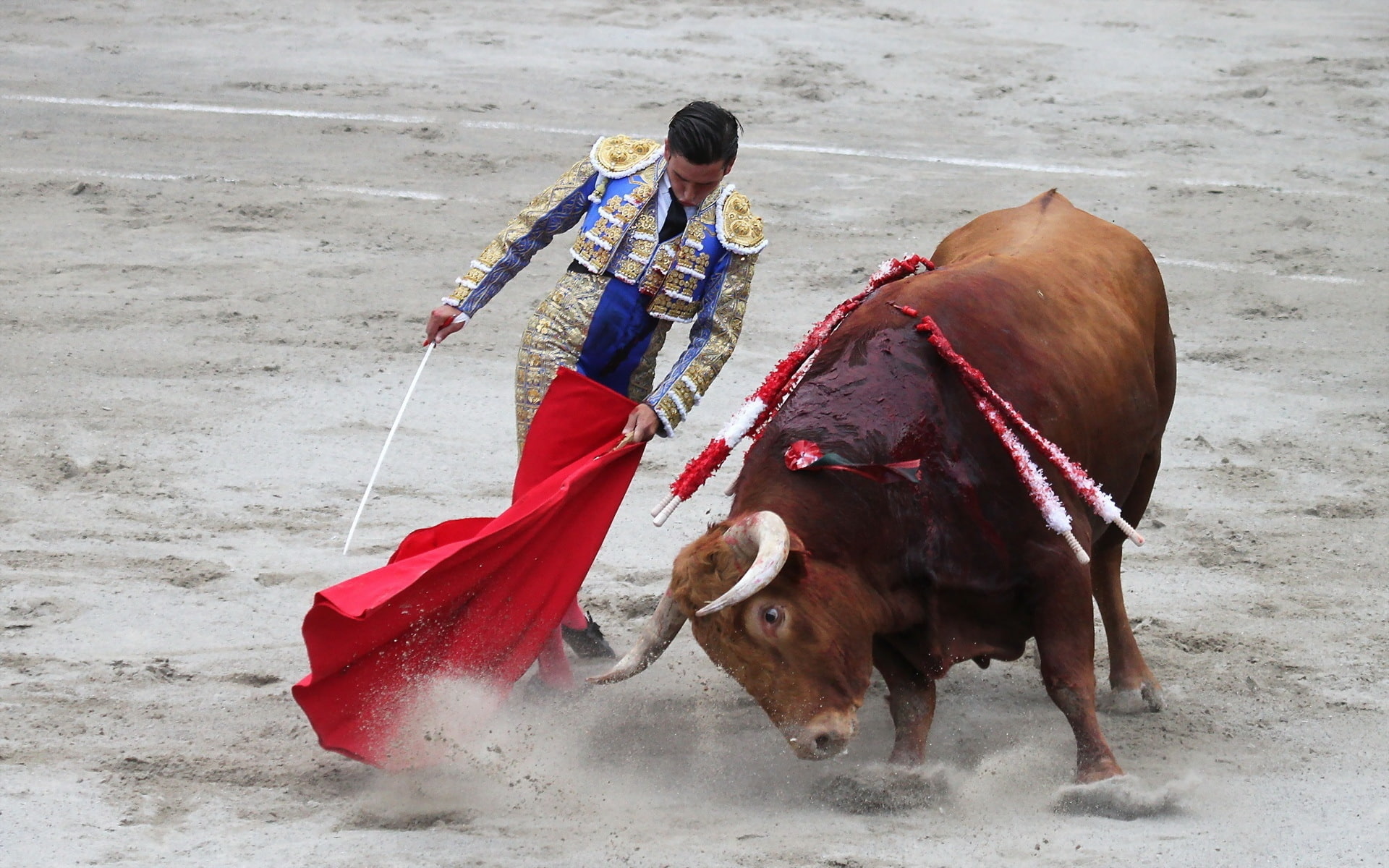 1080P, matador, bullfight, HD Wallpaper