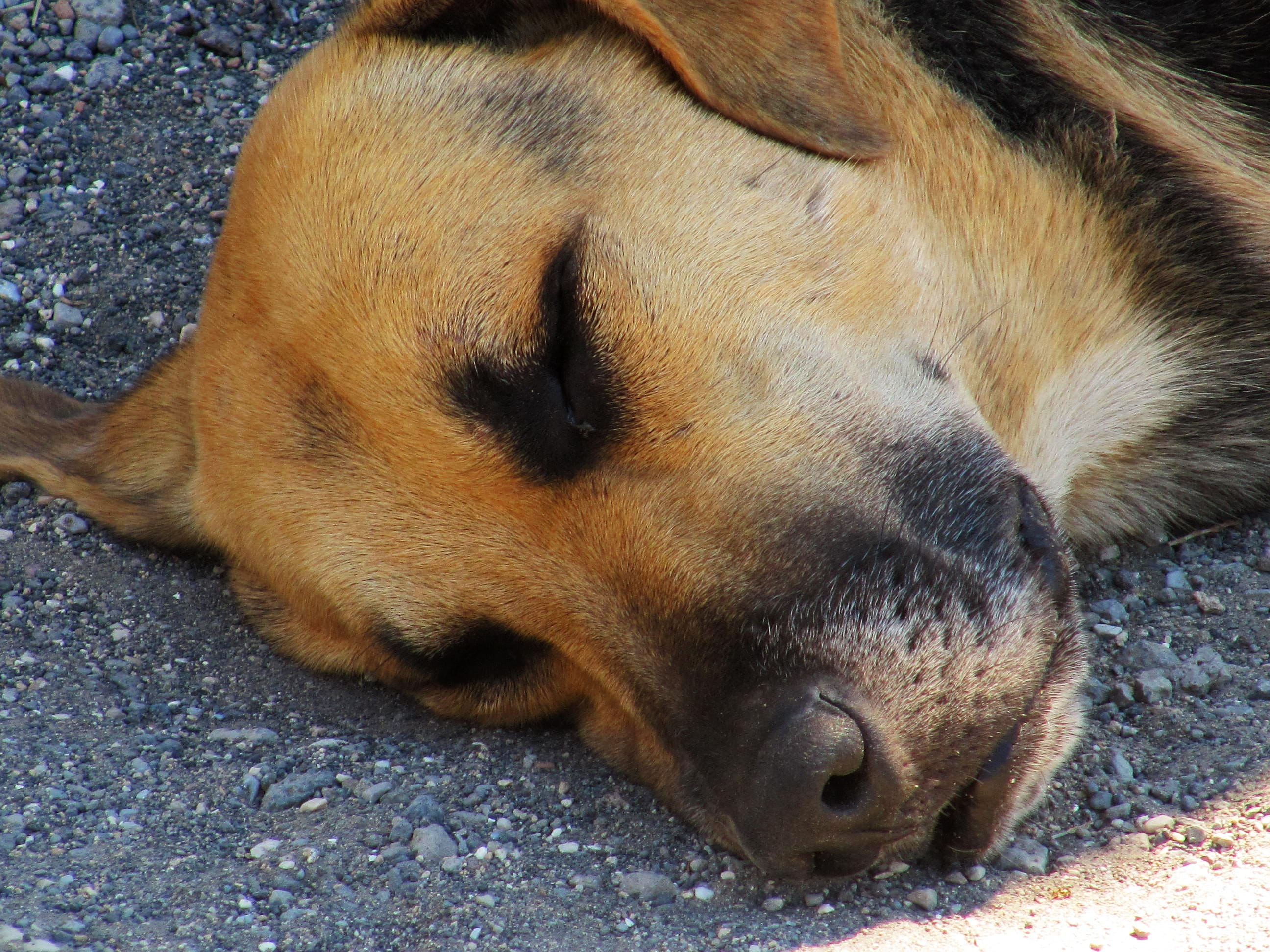 no people, mammal, animal body part, Pompeii, purebred Dog, vertebrate, animal, snout, relaxation, whisker, animal themes, animal nose, pets, lying down, HD Wallpaper